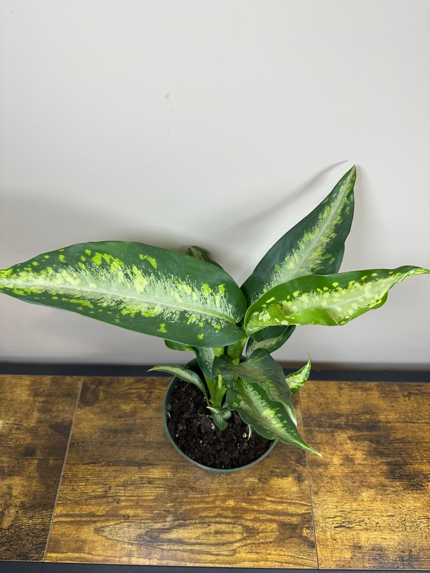 Dieffenbachia Panther - 6 inch