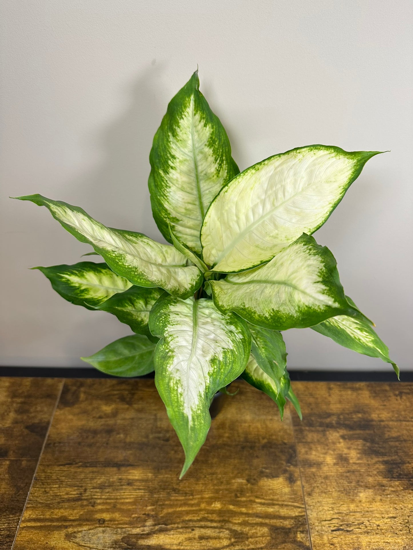 Dieffenbachia Camille - 4 inch