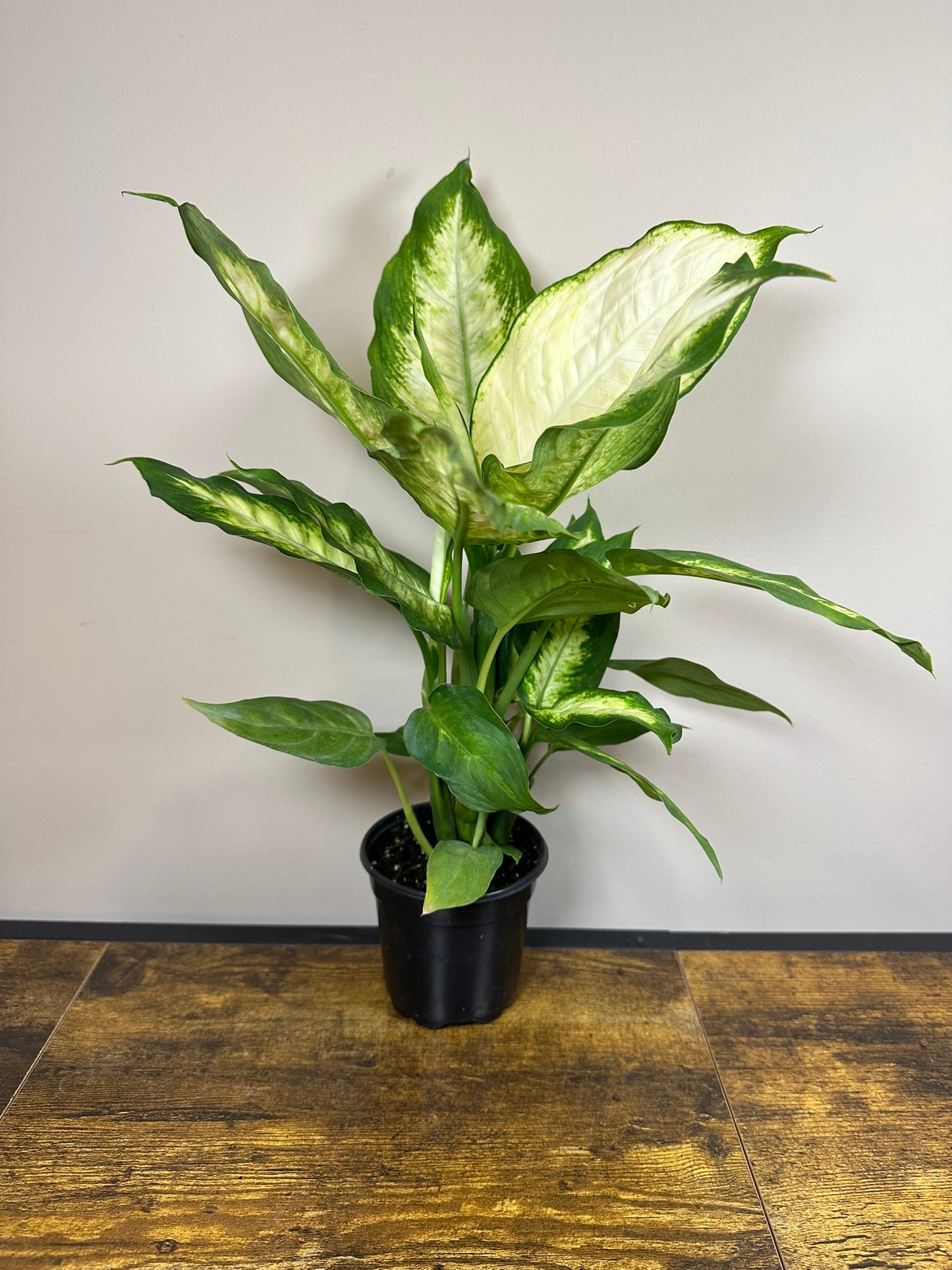 Dieffenbachia Camille - 4 inch
