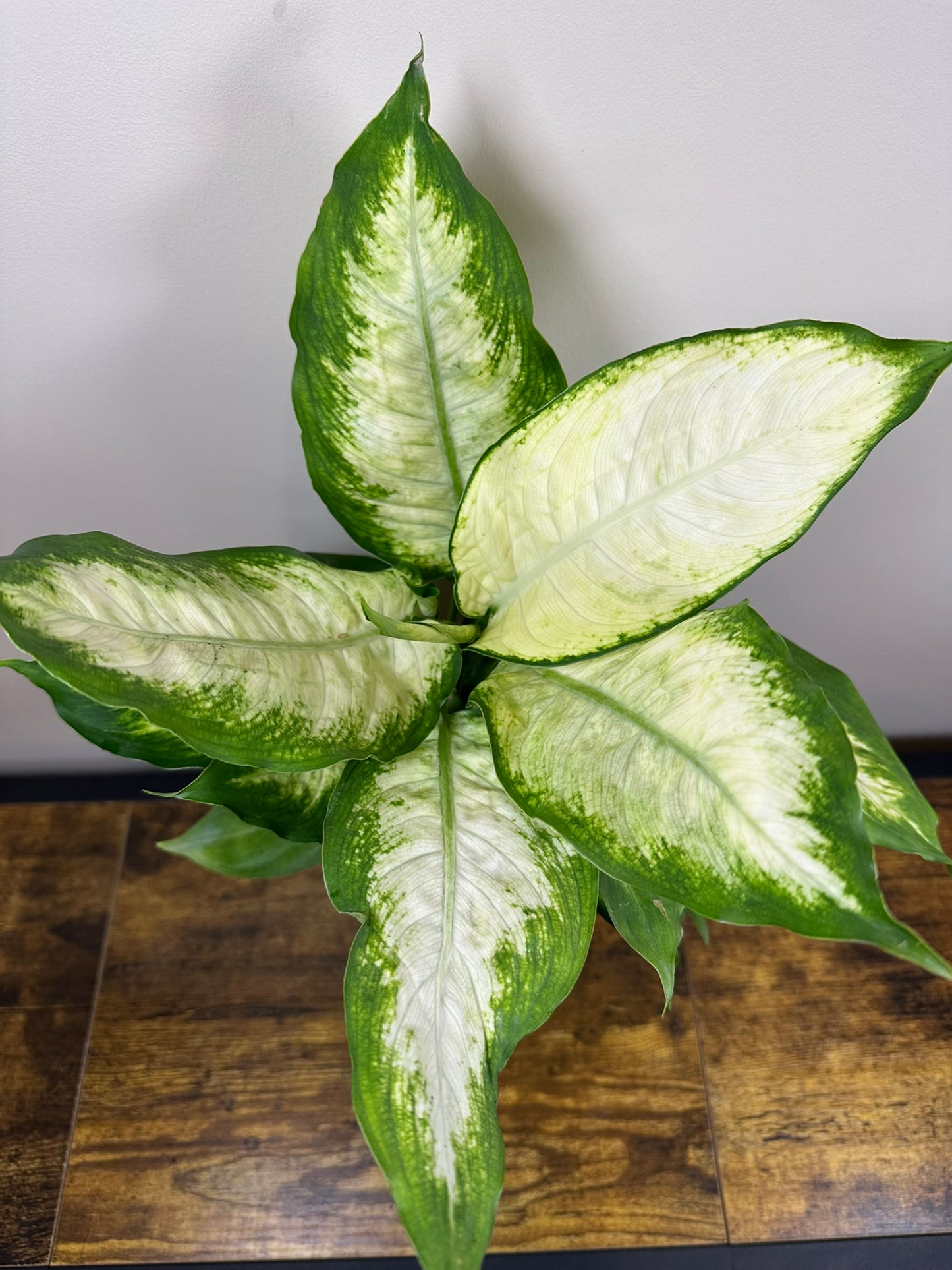Dieffenbachia Camille - 4 inch