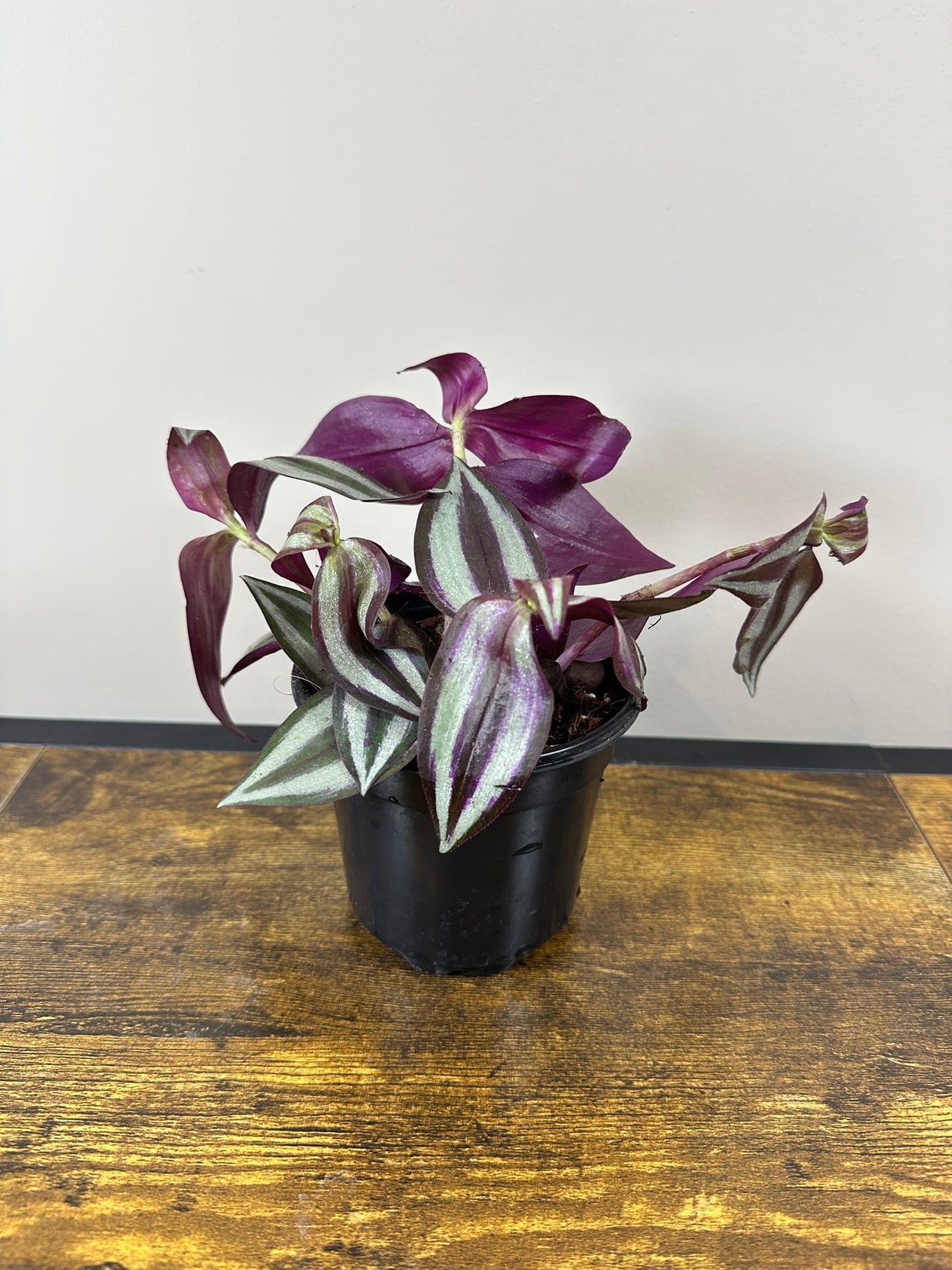 Tradescantia Zebrina - 4 inch