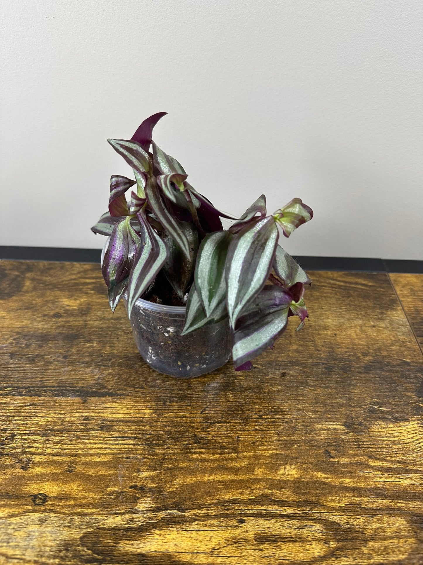 Tradescantia Zebrina - 4 inch