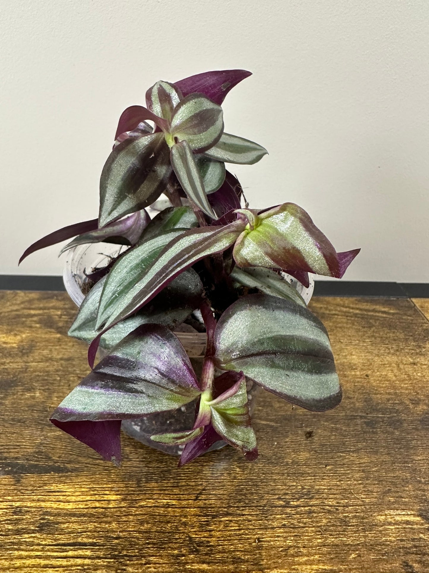 Tradescantia Zebrina - 4 inch