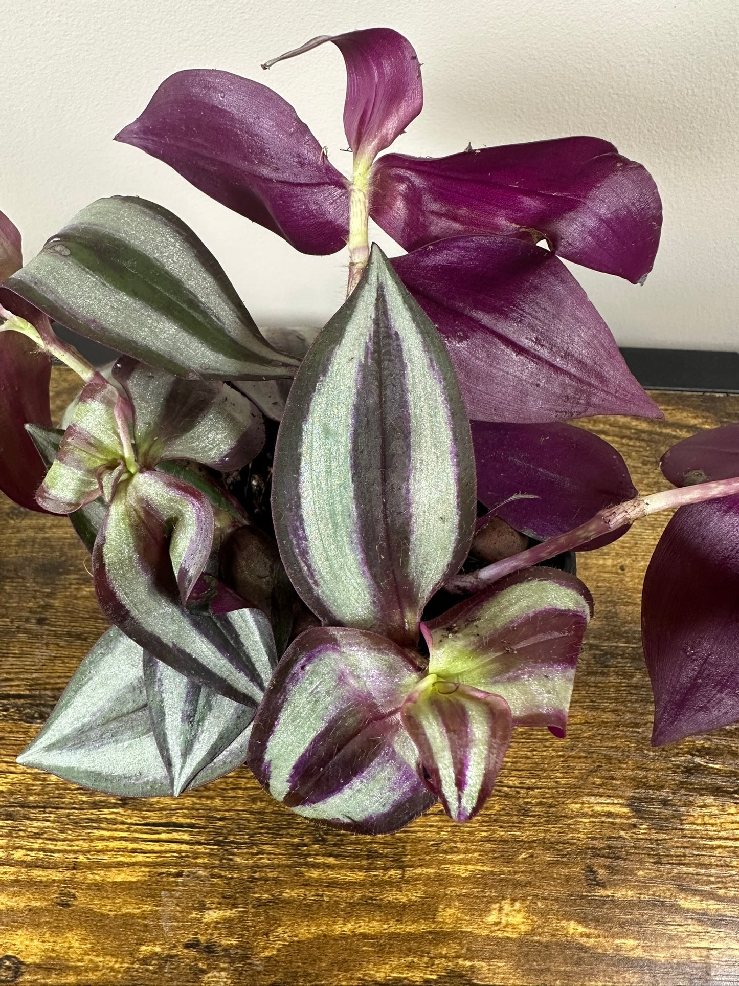 Tradescantia Zebrina - 4 inch
