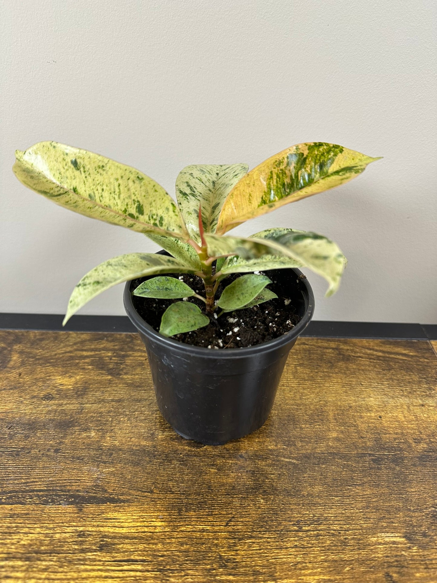Ficus Shivereana Moonshine Variegated - 4 inch - Rare