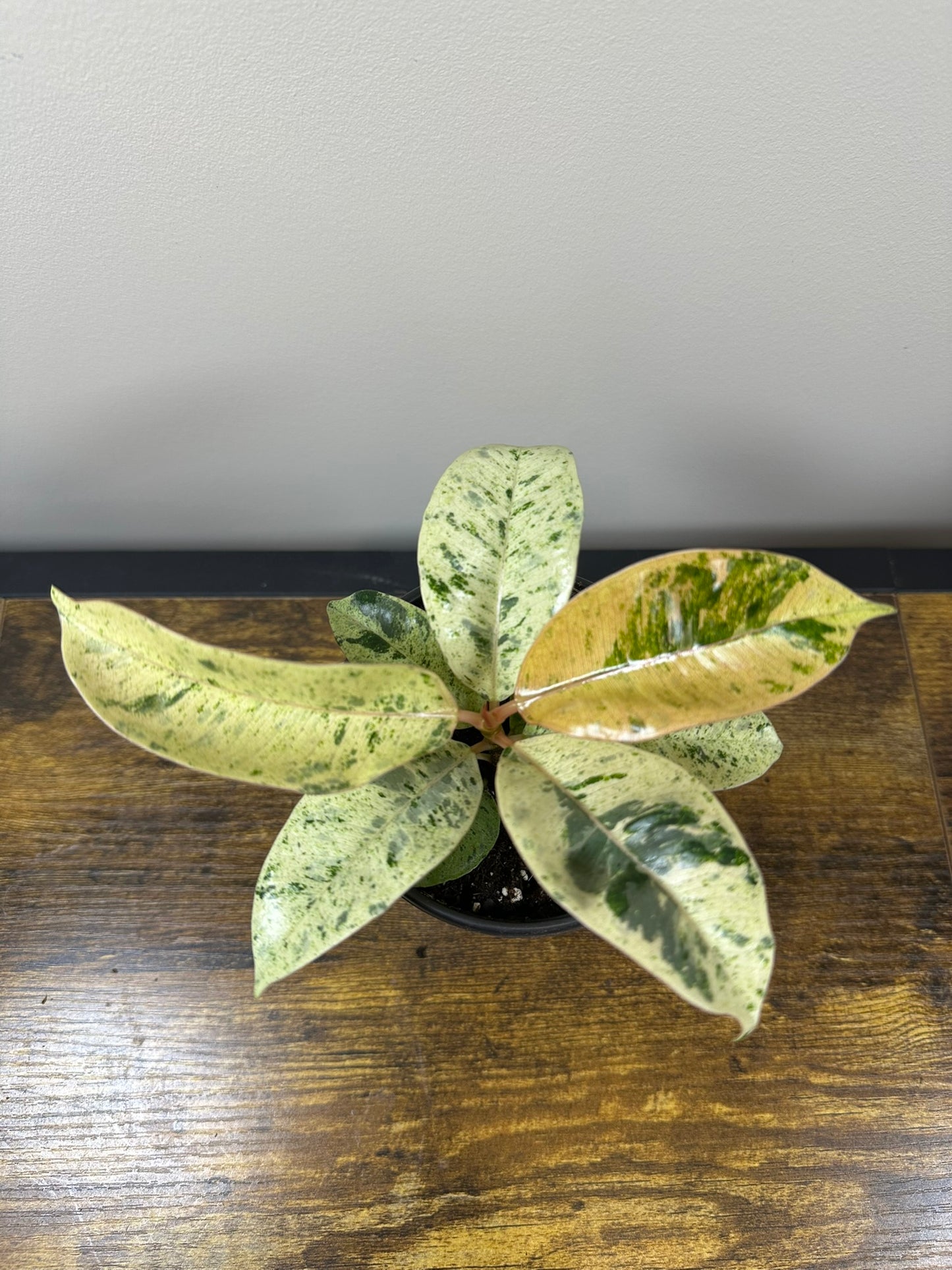 Ficus Shivereana Moonshine Variegated - 4 inch - Rare