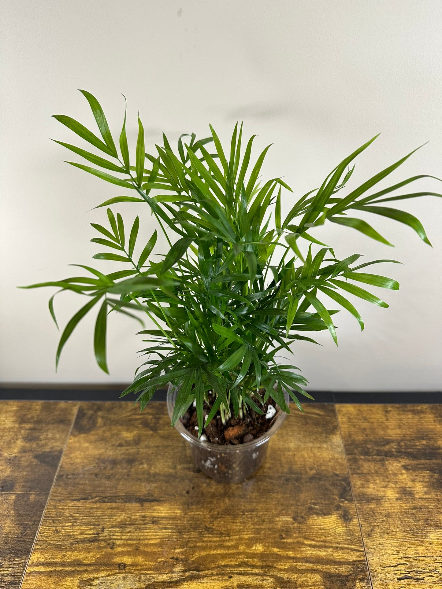 Parlor Palm - 4 inch