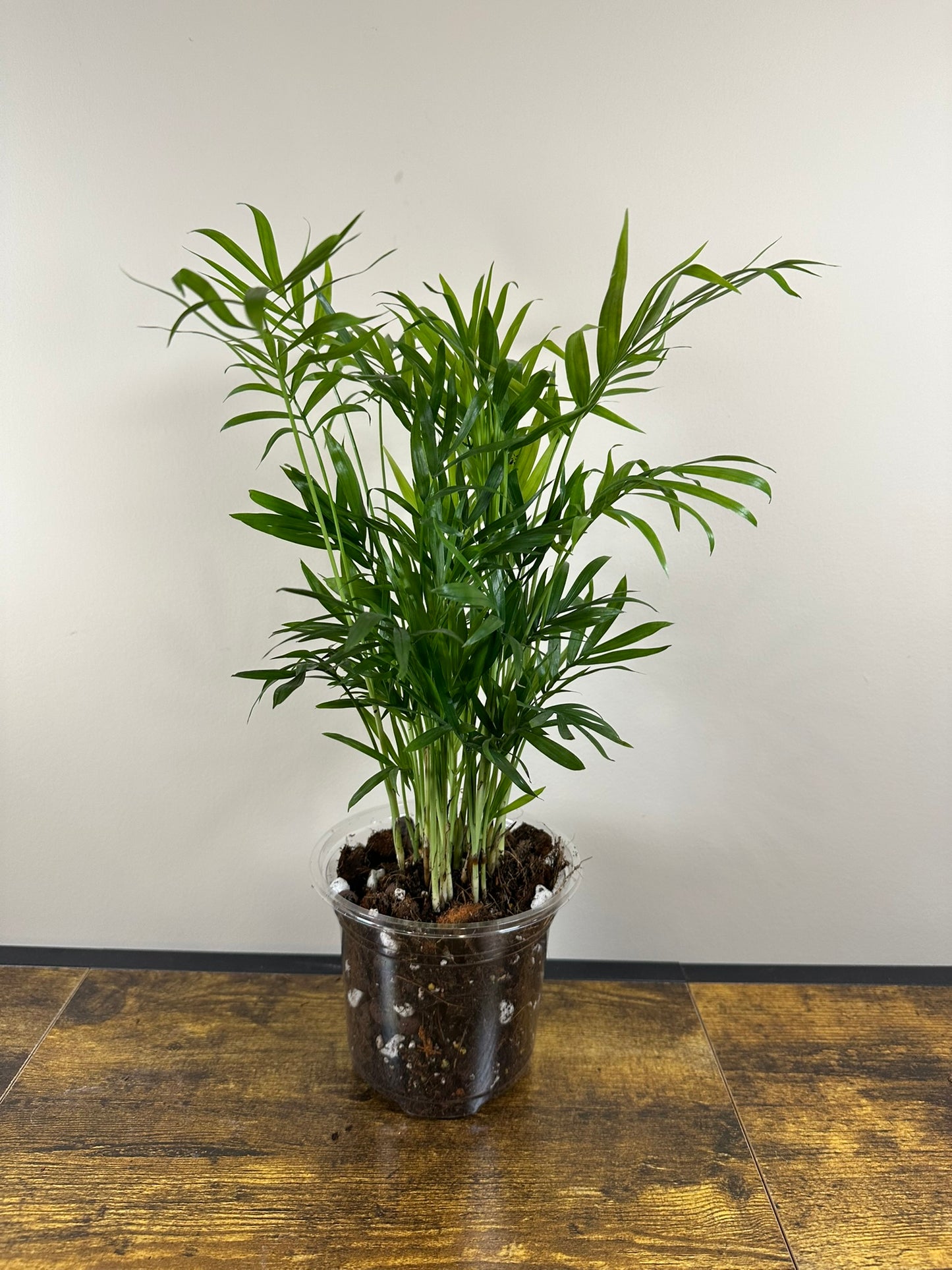 Parlor Palm - 4 inch