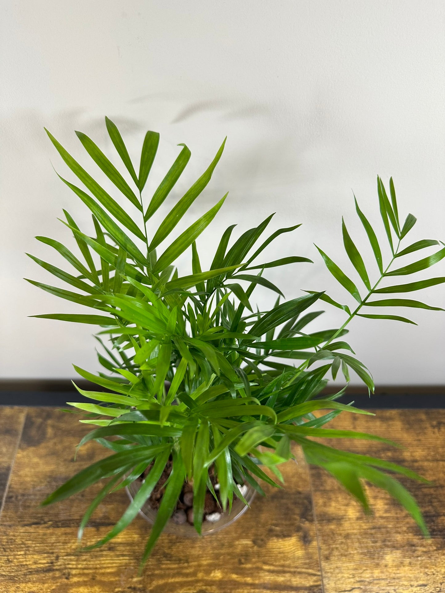 Parlor Palm - 4 inch