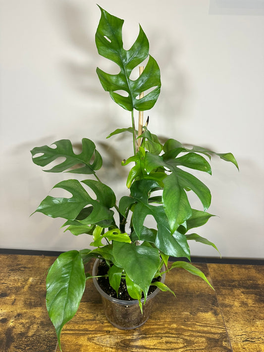 Mini Monstera - Rhaphidophora tetrasperma- 6 inch