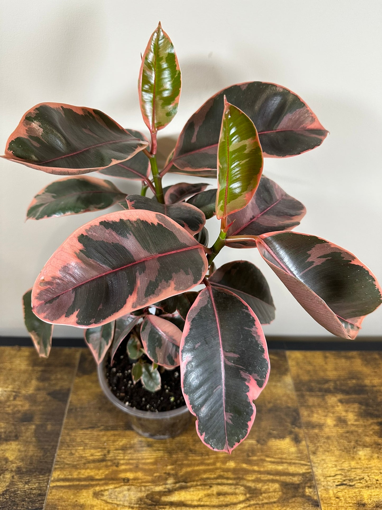 Ficus Elastica Ruby - 6 inch