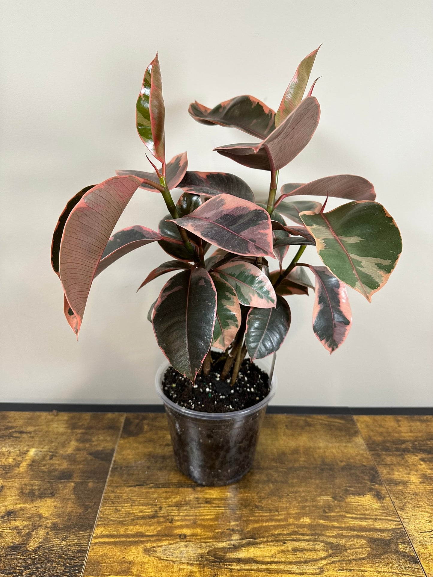 Ficus Elastica Ruby - 6 inch