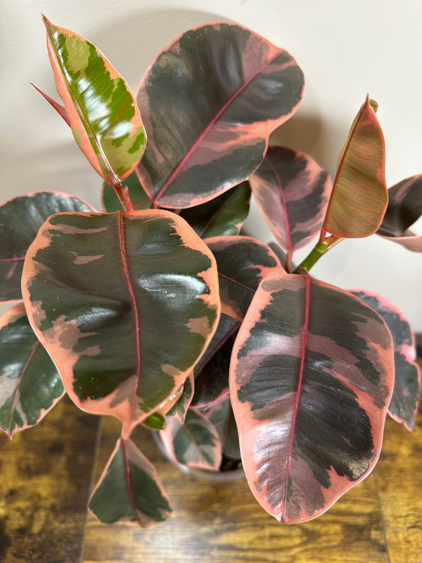 Ficus Elastica Ruby - 6 inch