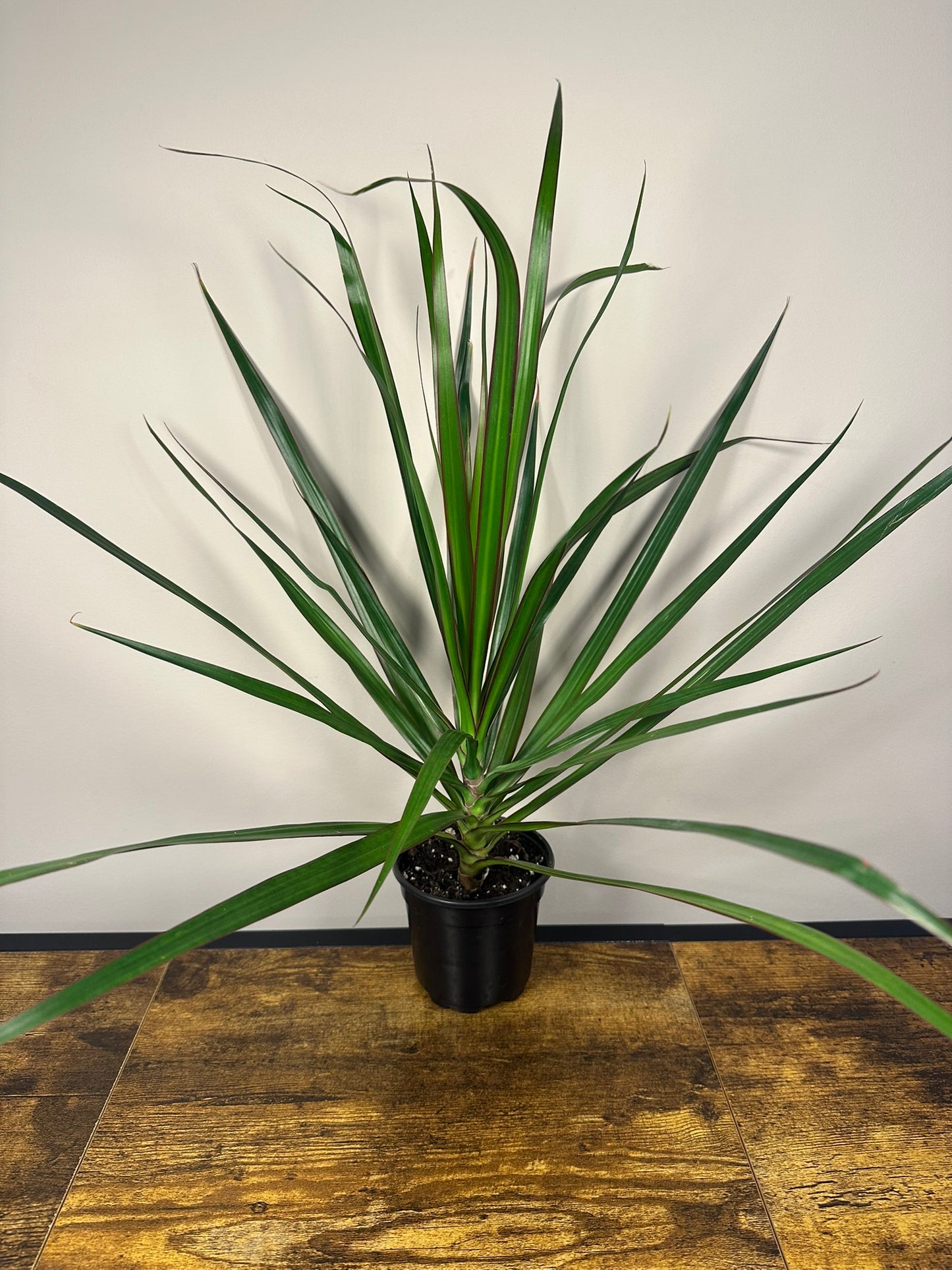 Dragon Tree - 4 inch