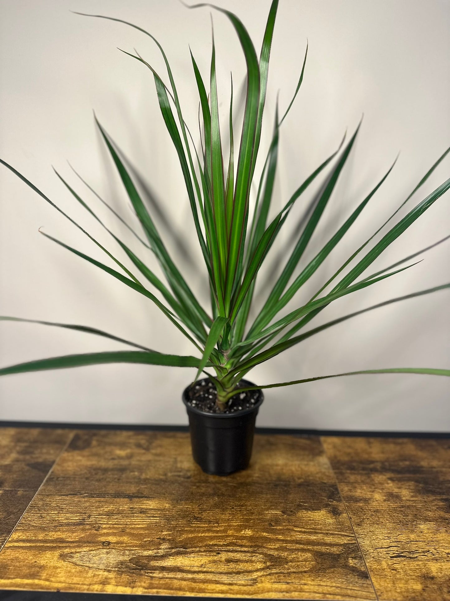 Dragon Tree - 4 inch