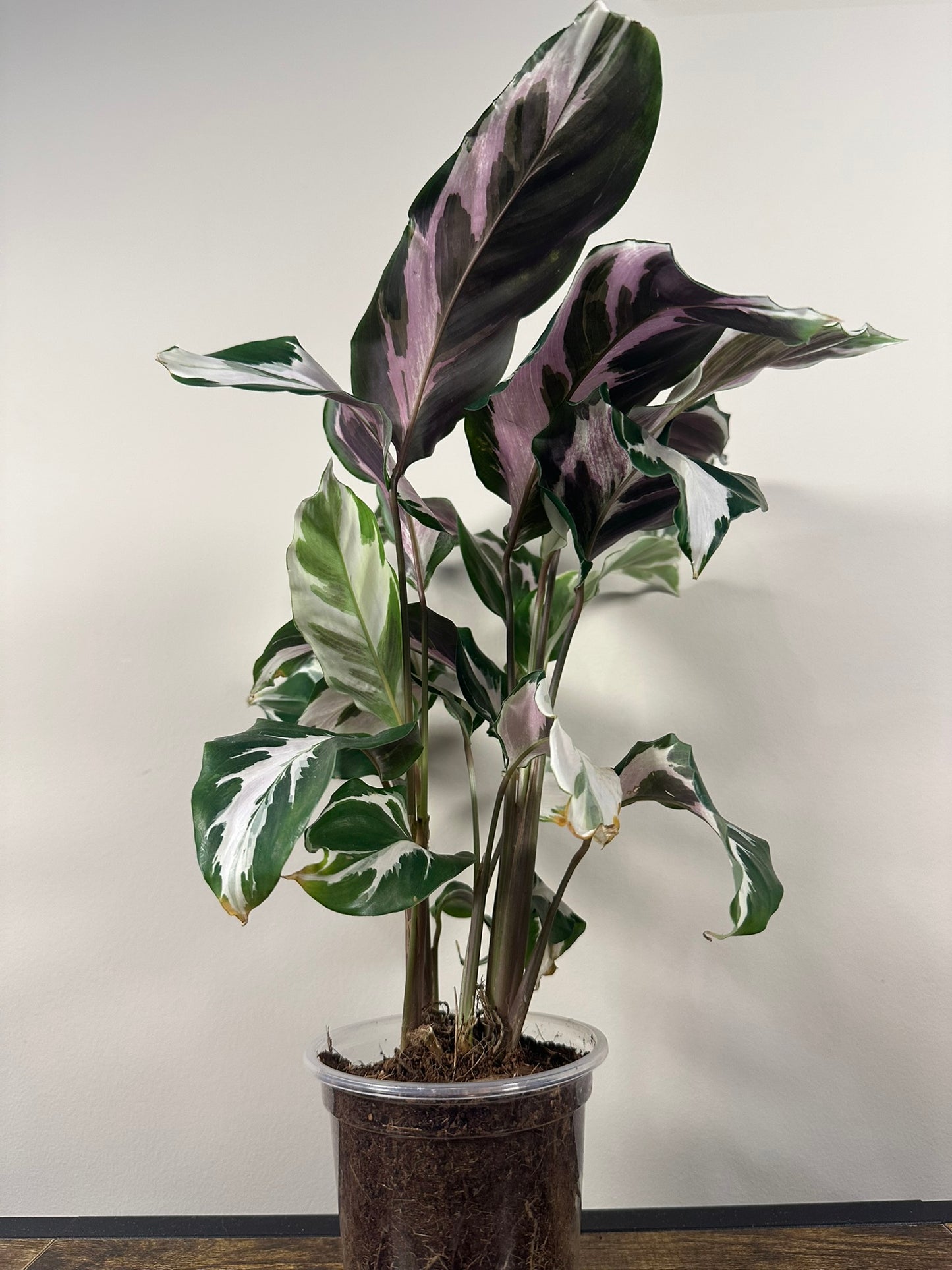 Calathea 'Stella' - 4 inch