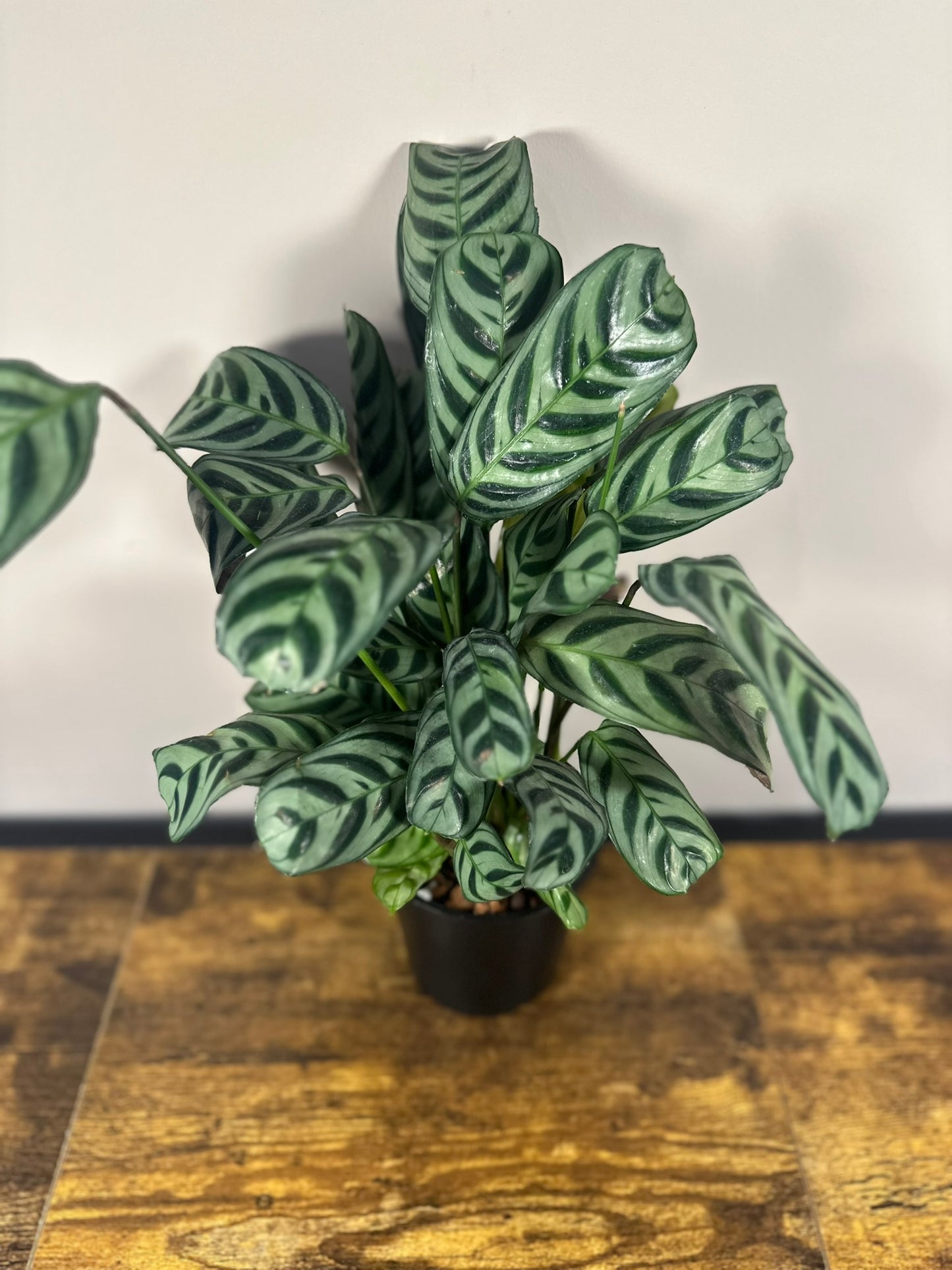 Calathea Burle Marx - 4 inch