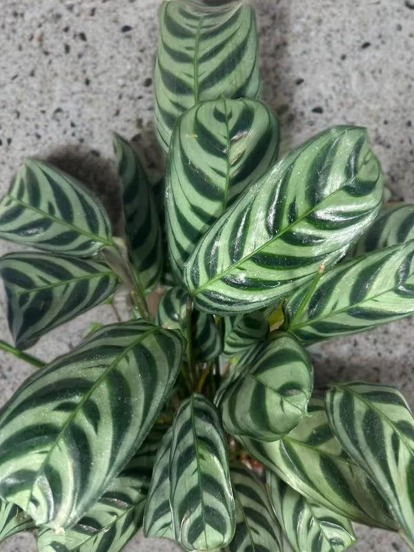 Calathea Burle Marx - 5 inch