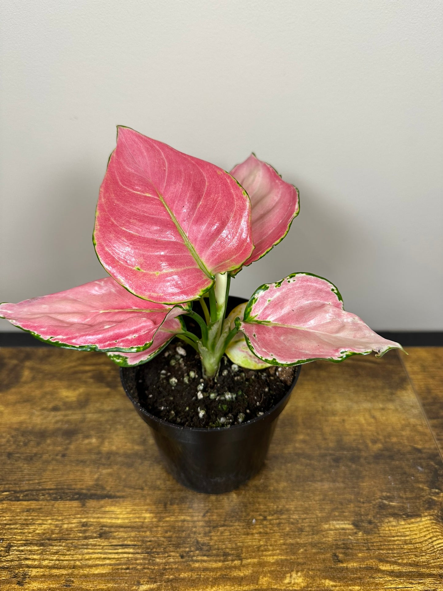 Aglaonema China Red-4 inch