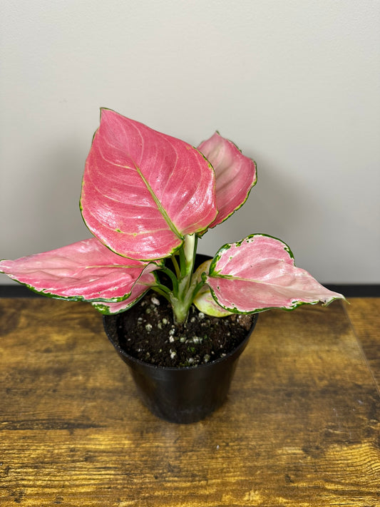 Aglaonema China Red-4 inch