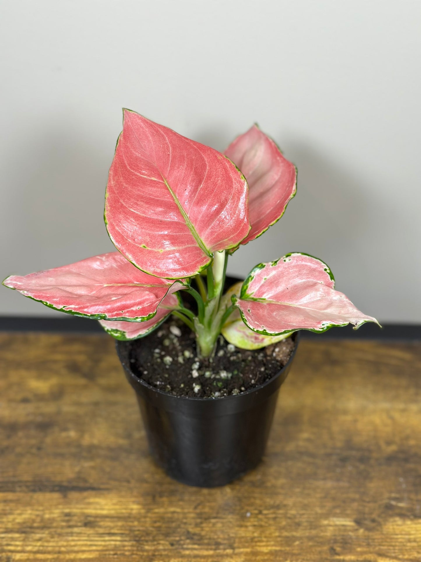 Aglaonema China Red-4 inch