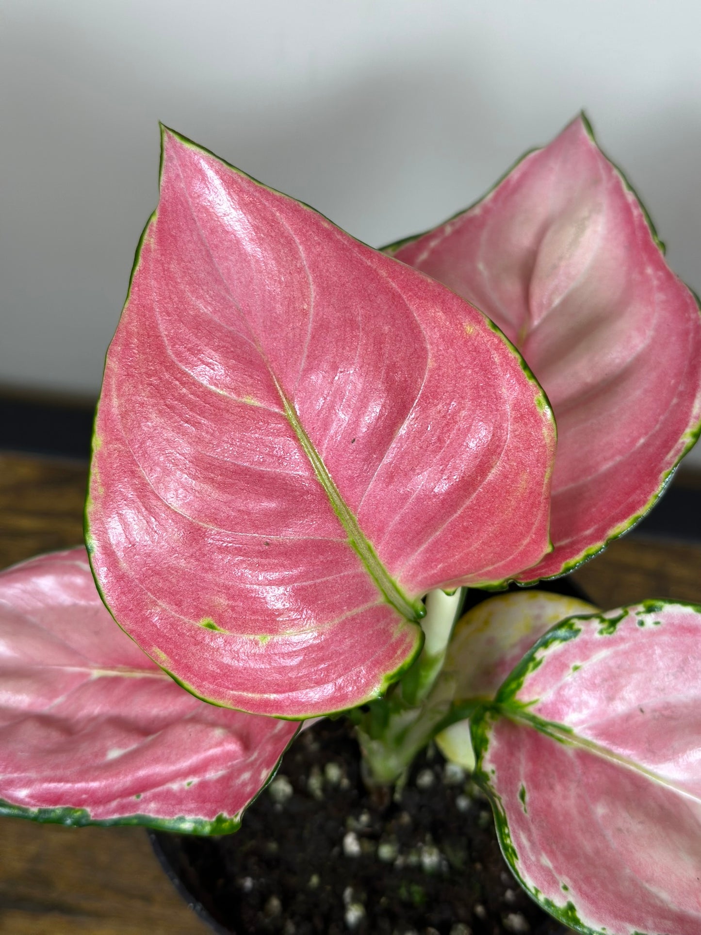 Aglaonema China Red-4 inch