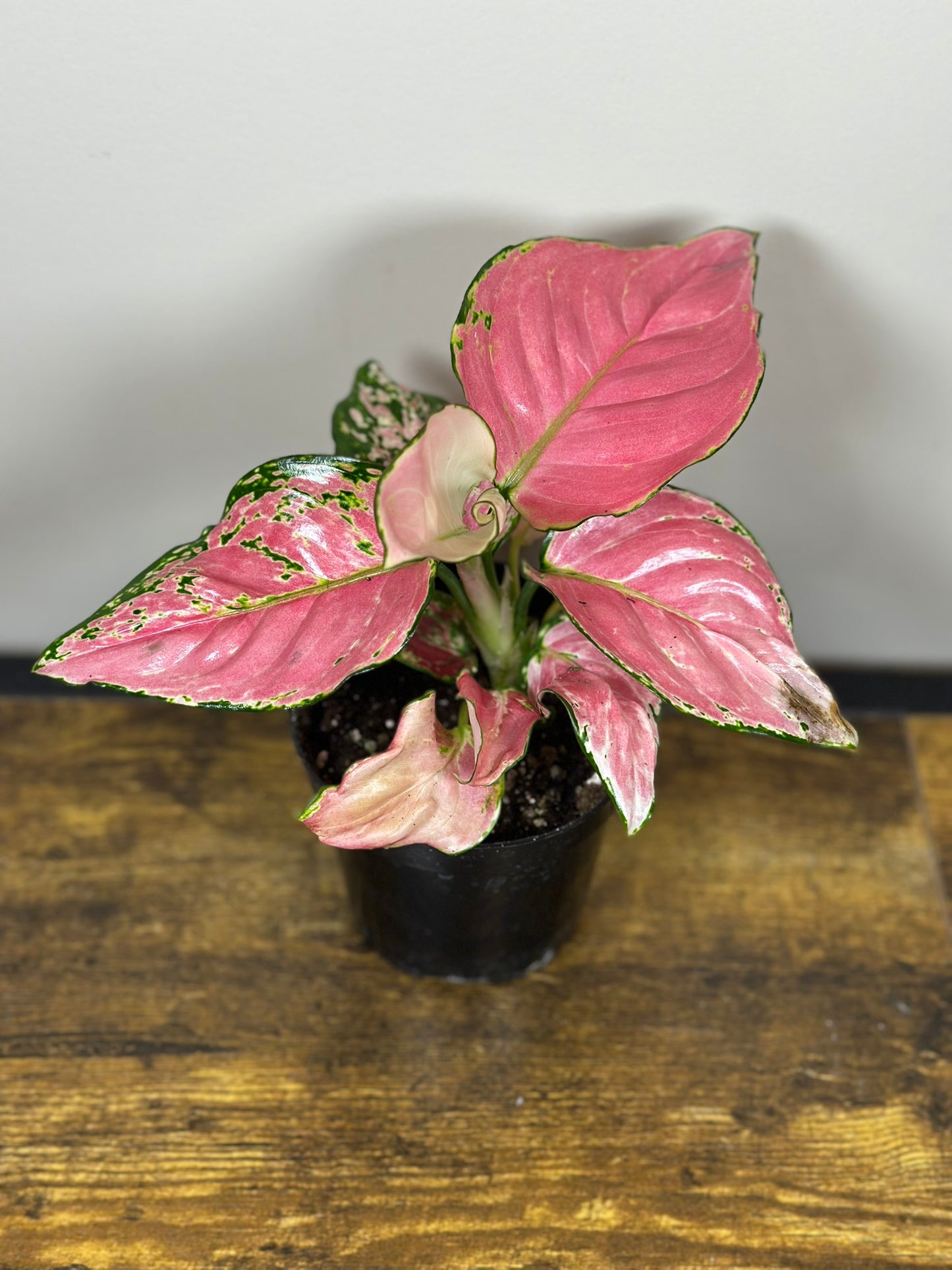 Aglaonema China Red-4 inch