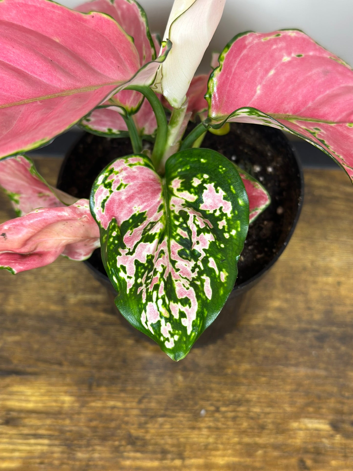 Aglaonema China Red-4 inch