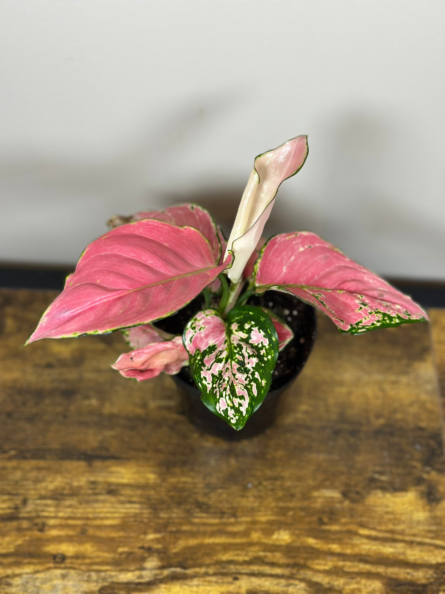 Aglaonema China Red-4 inch