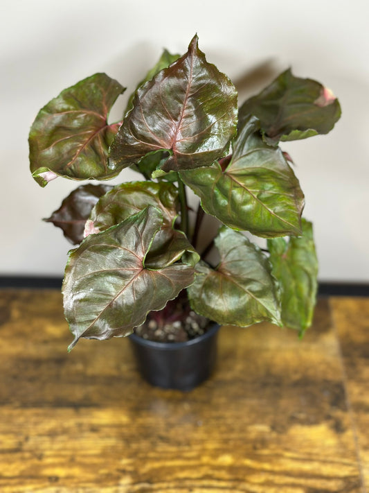 Syngonium Strawberry Ice - 4 inch