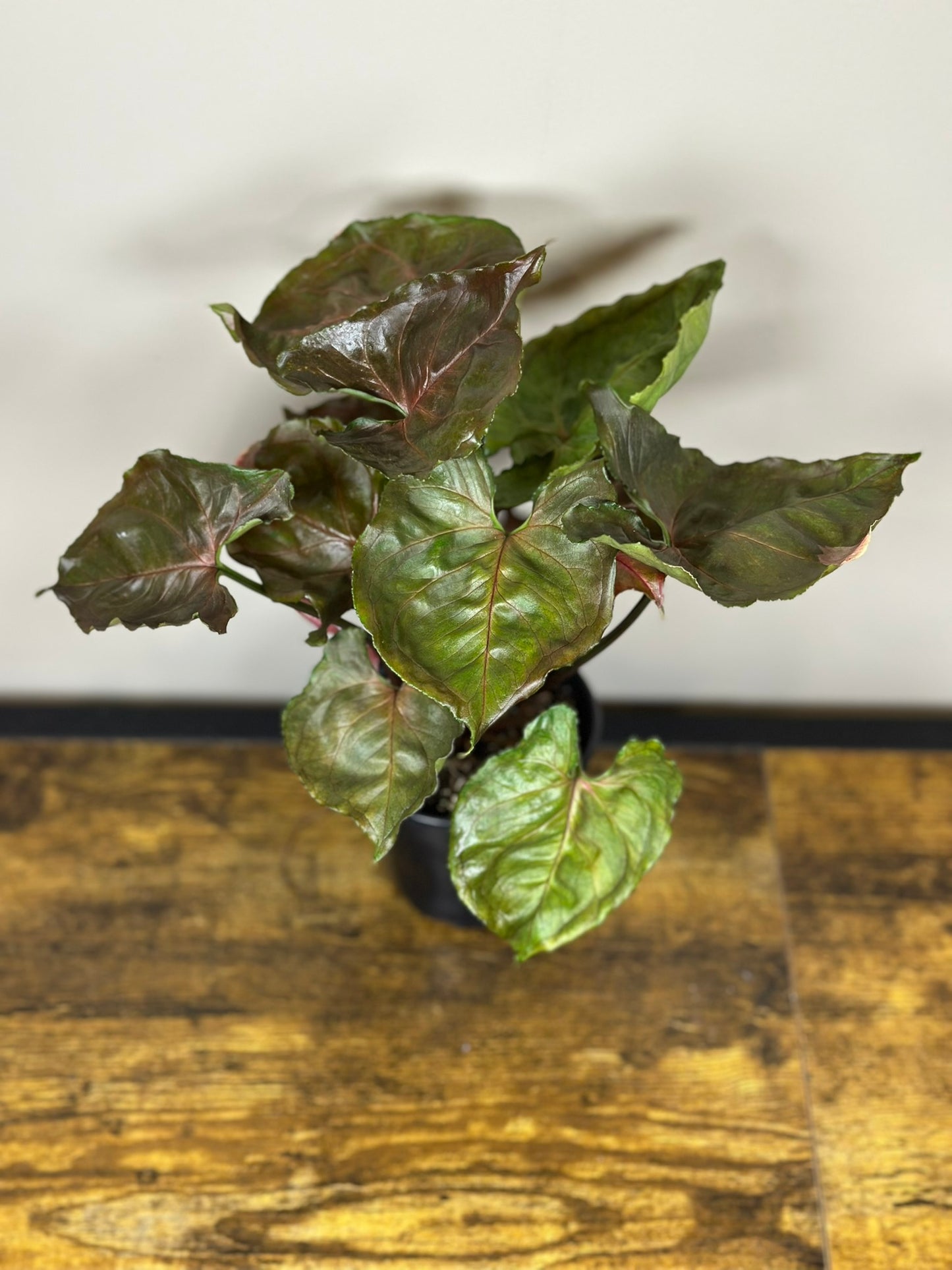 Syngonium Strawberry Ice - 4 inch