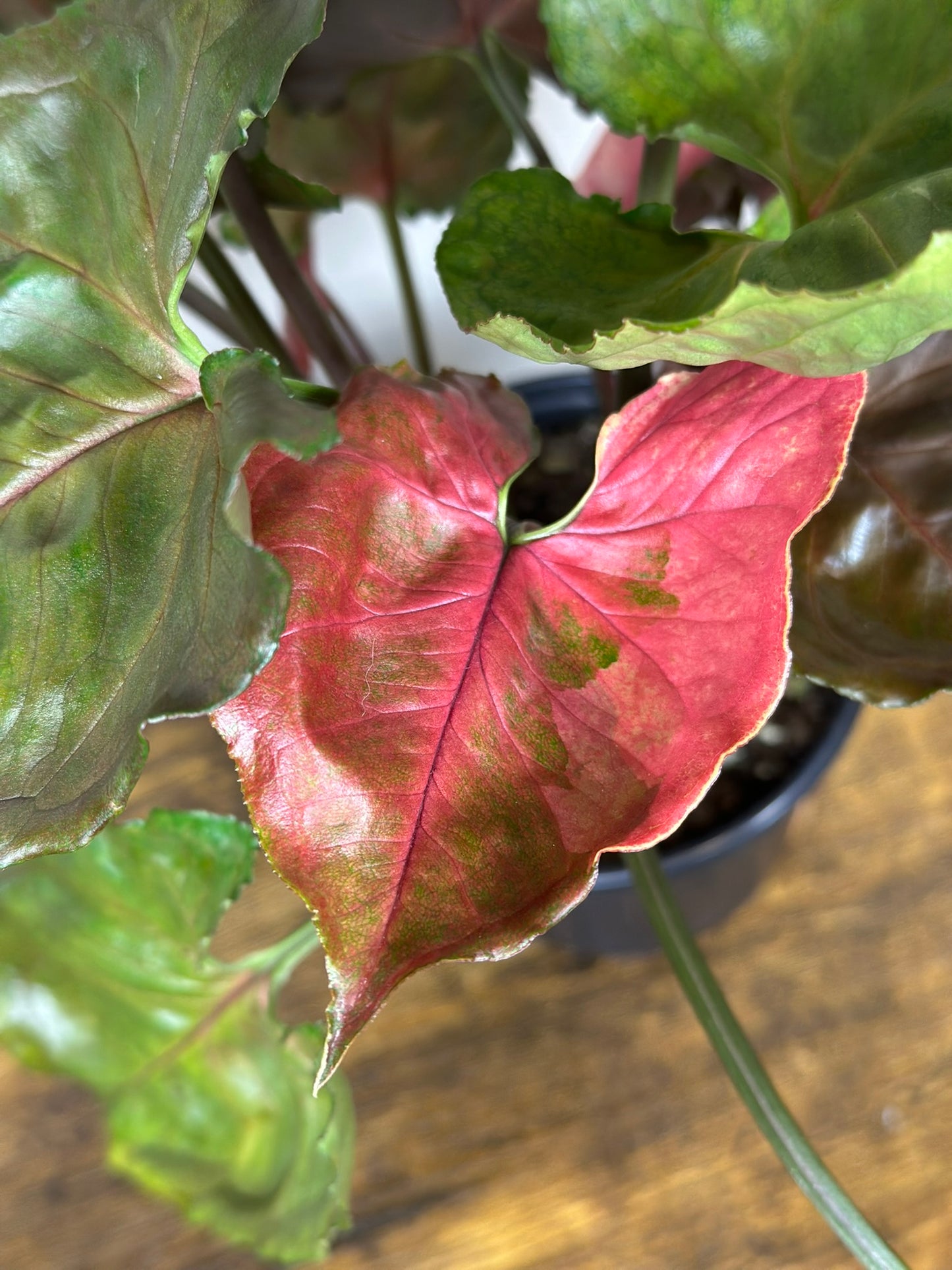 Syngonium Strawberry Ice - 4 inch