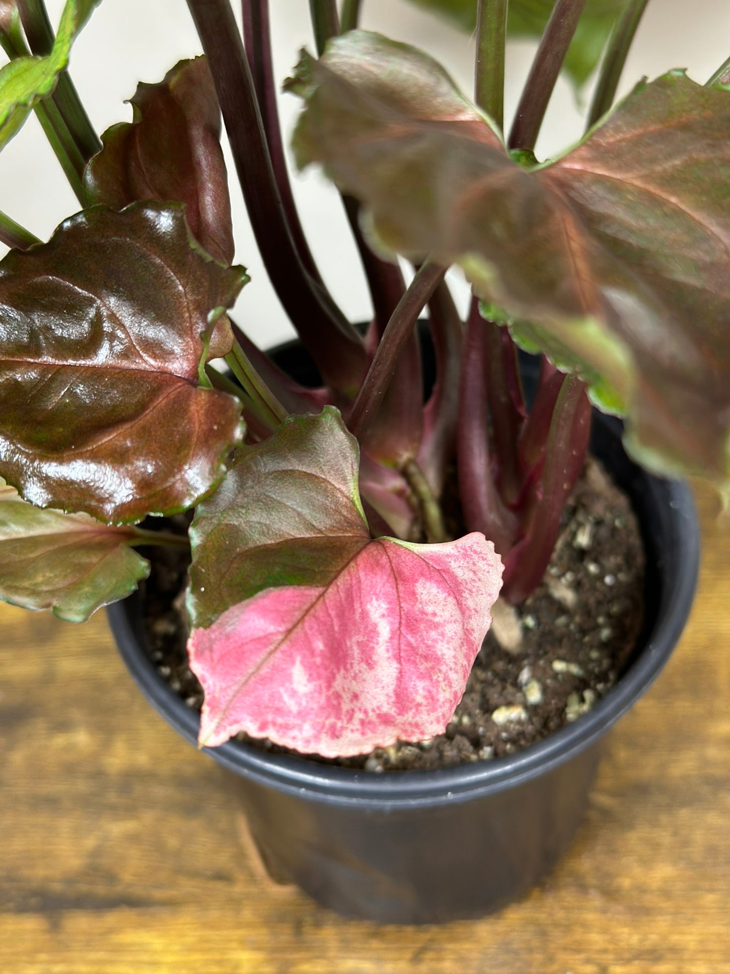 Syngonium Strawberry Ice - 4 inch