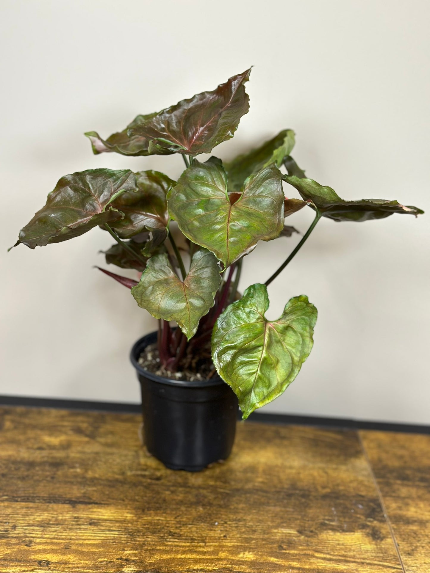 Syngonium Strawberry Ice - 4 inch