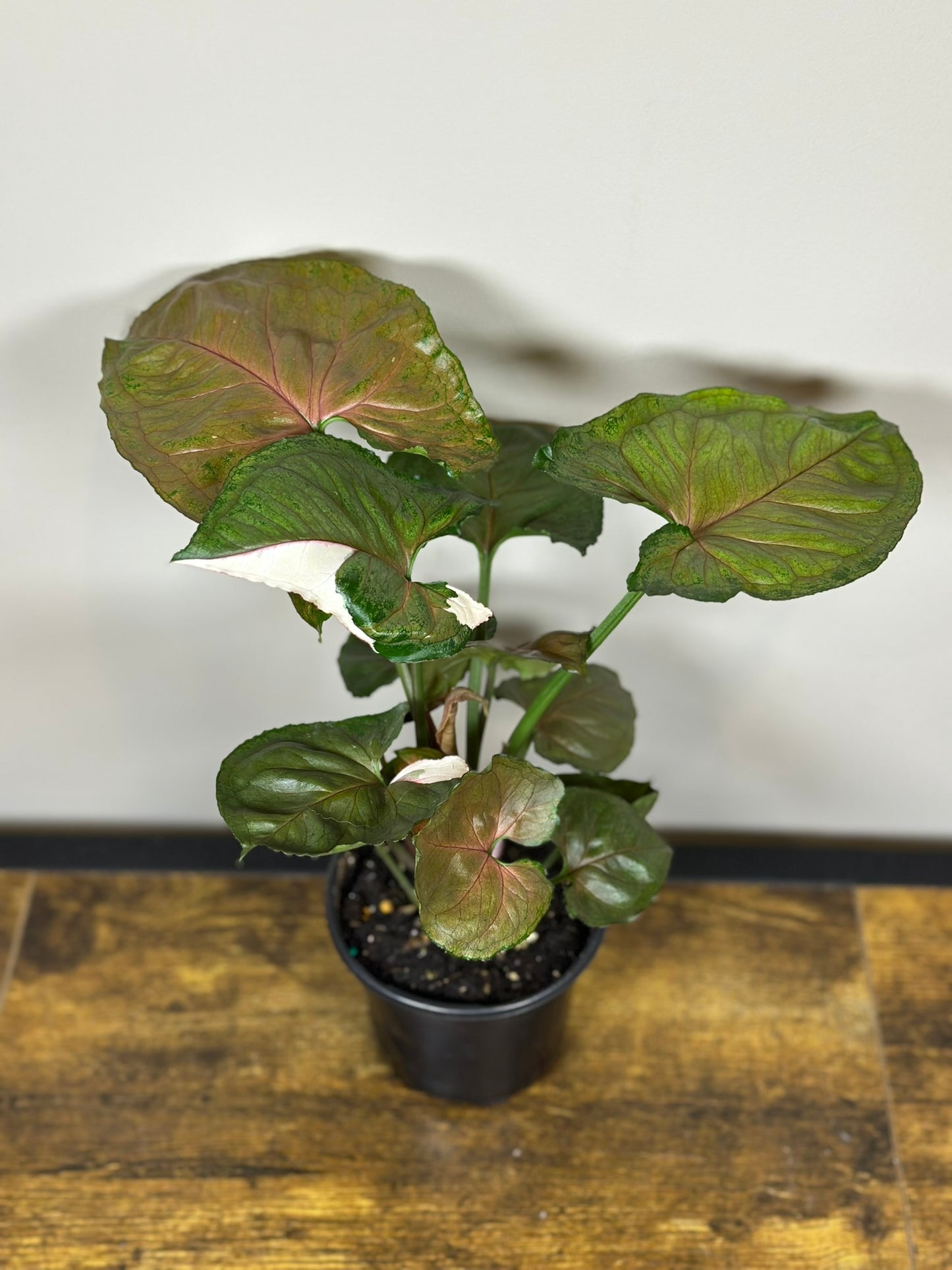Syngonium Strawberry Ice - 4 inch