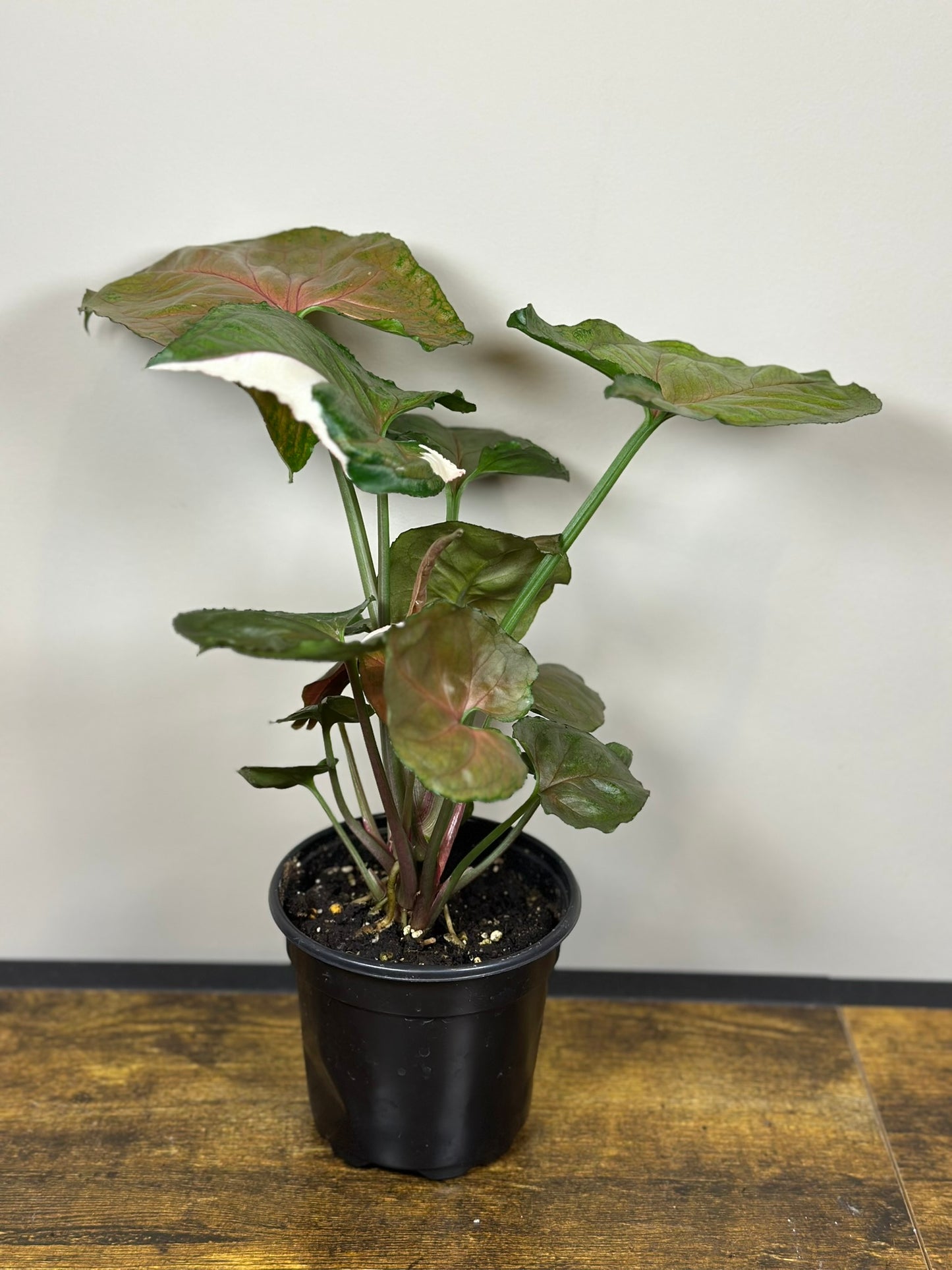 Syngonium Strawberry Ice - 4 inch