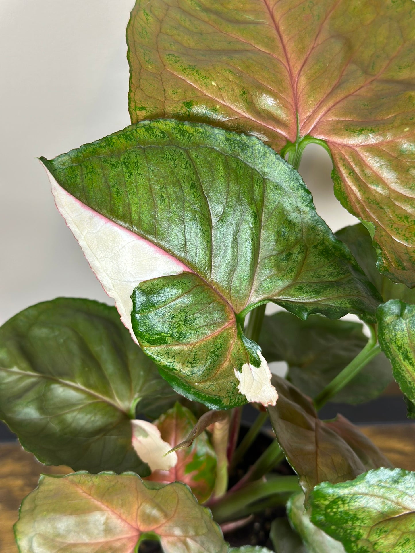 Syngonium Strawberry Ice - 4 inch