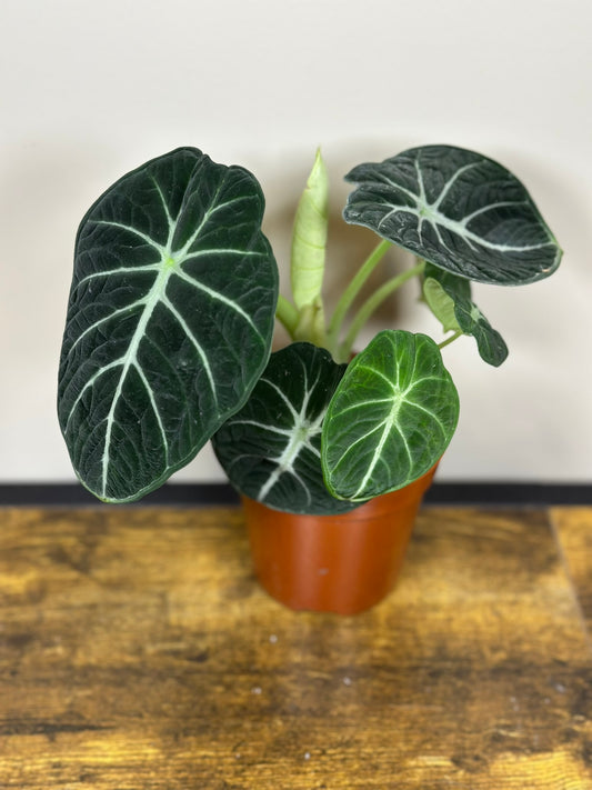 Alocasia Ninja - 4 inch