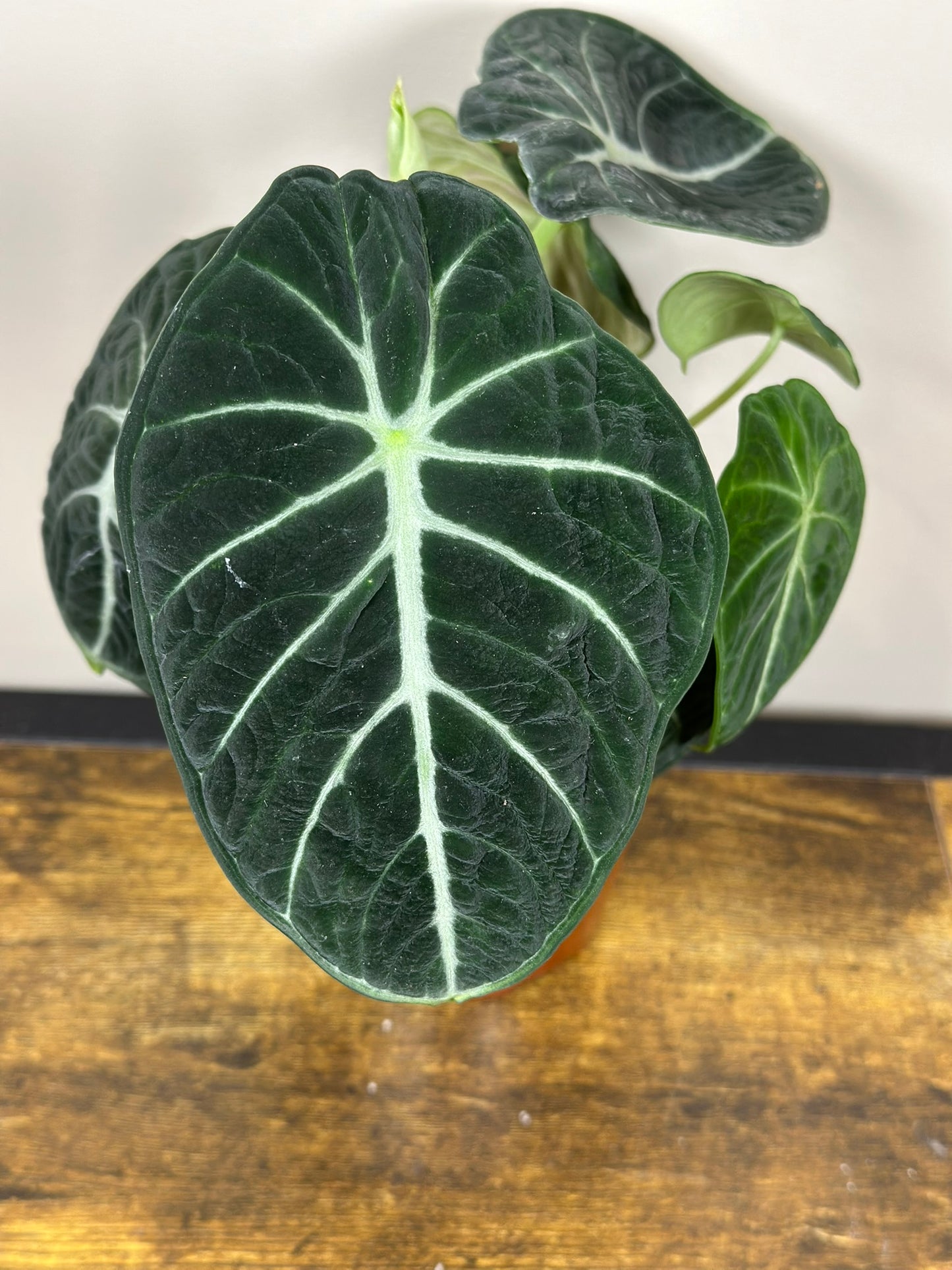 Alocasia Ninja - 4 inch