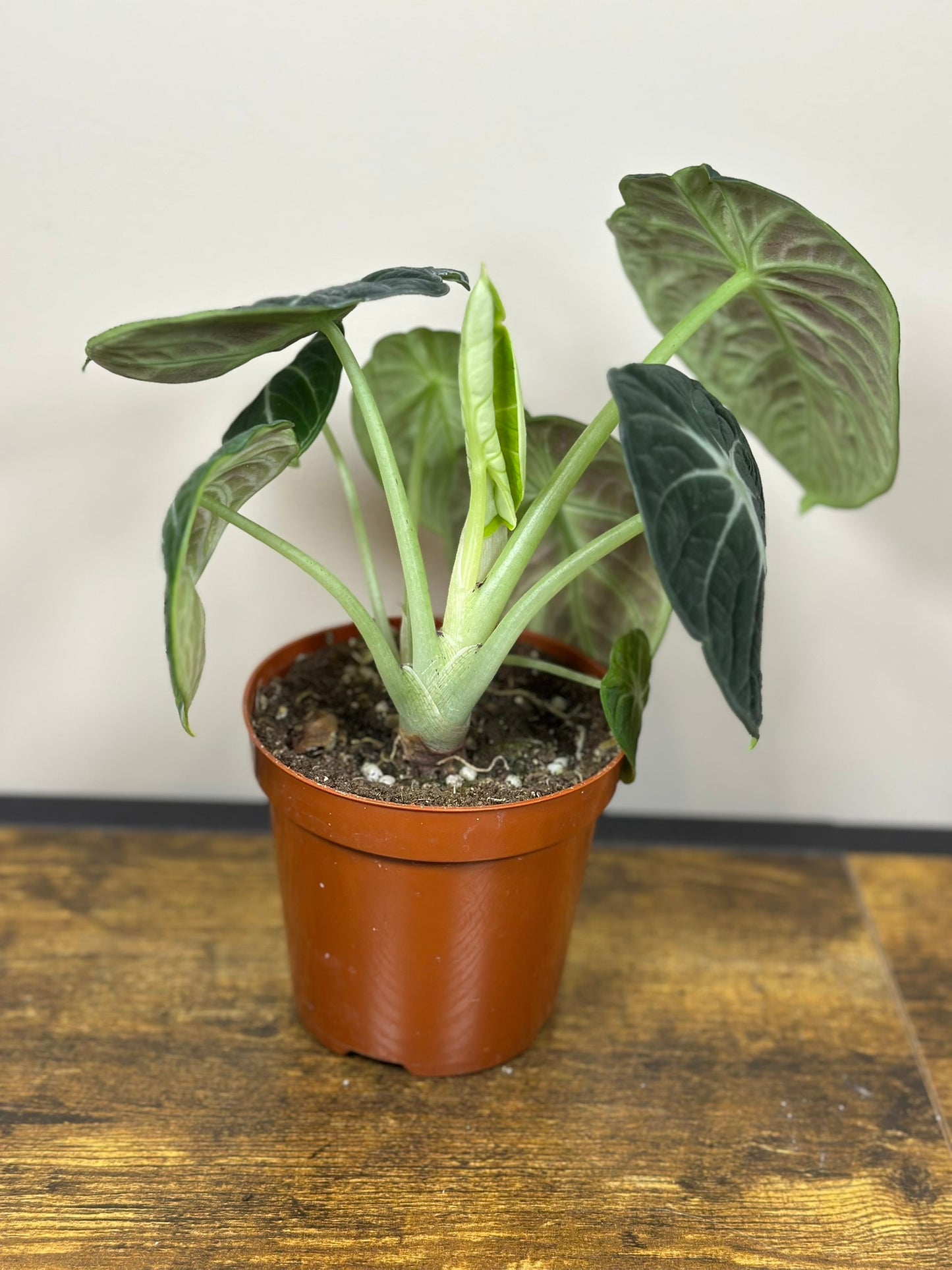 Alocasia Ninja - 4 inch
