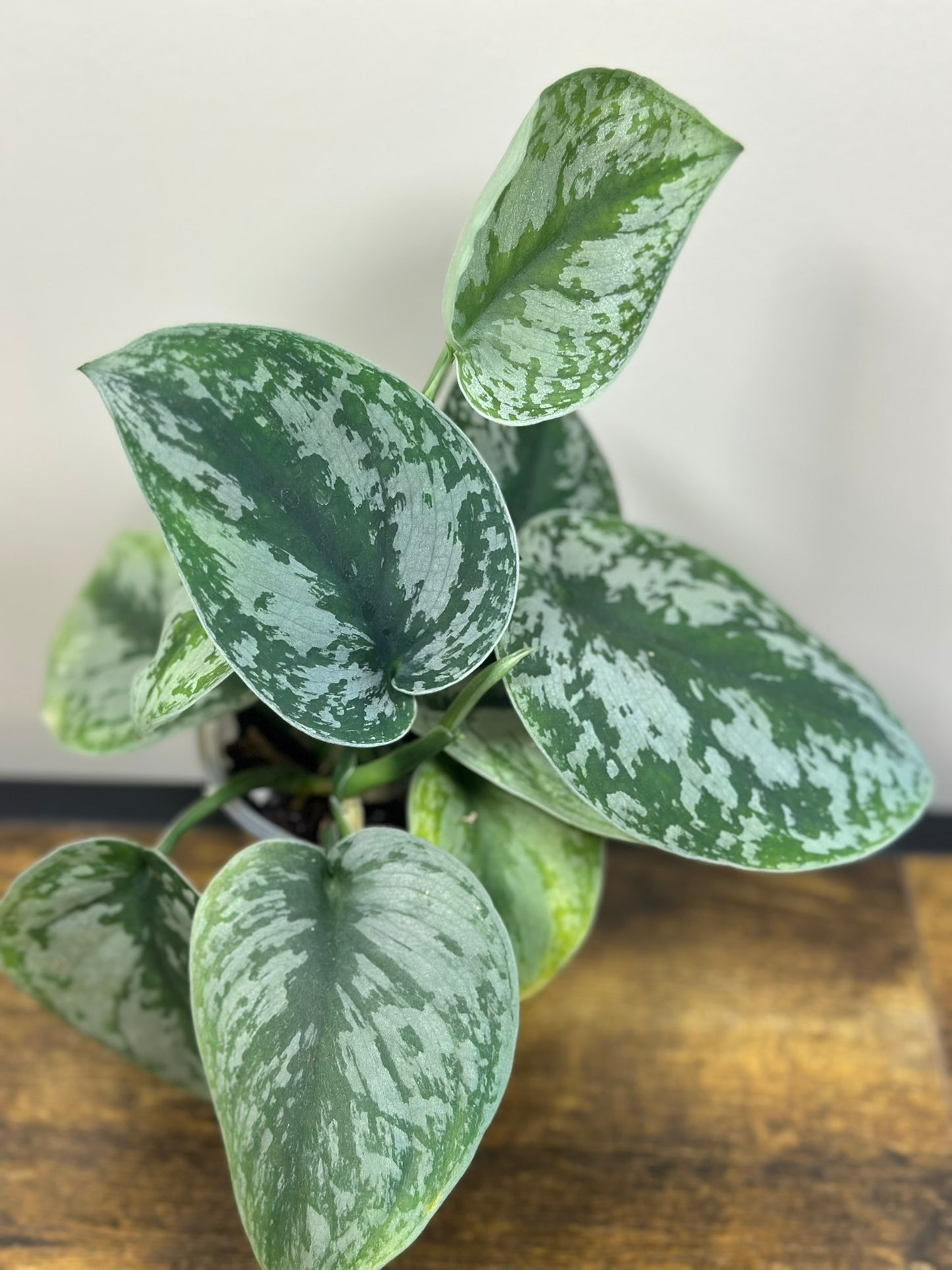 Satin Pothos - 4" Pot