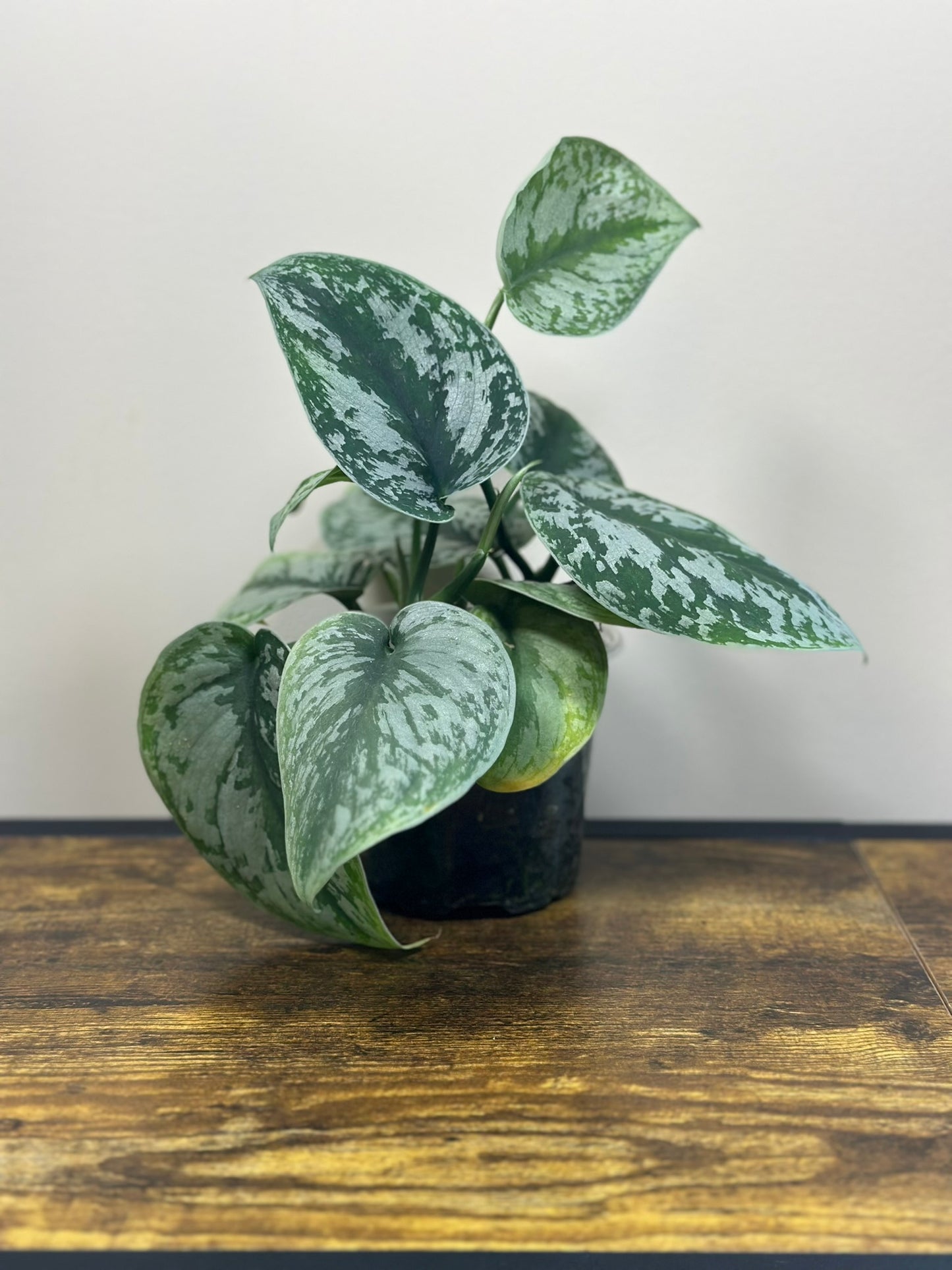 Satin Pothos - 4" Pot