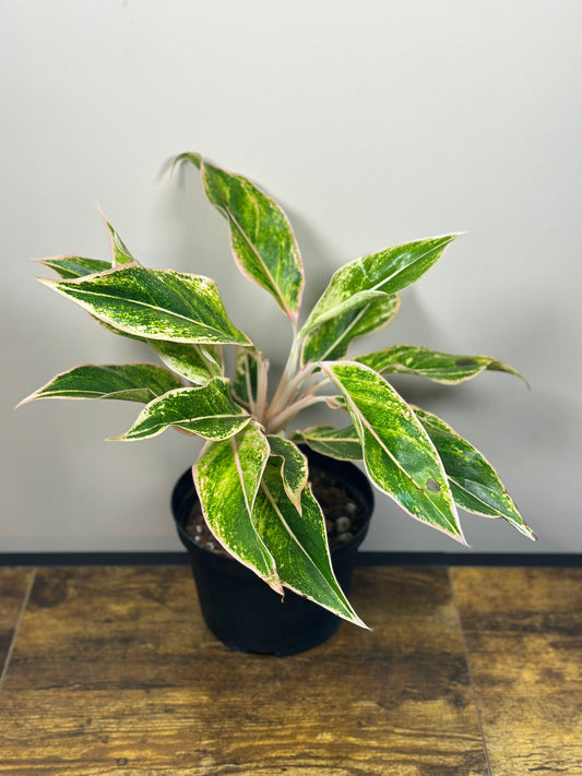 Dizzy Diamond Aglaonema - 6" Live Plant