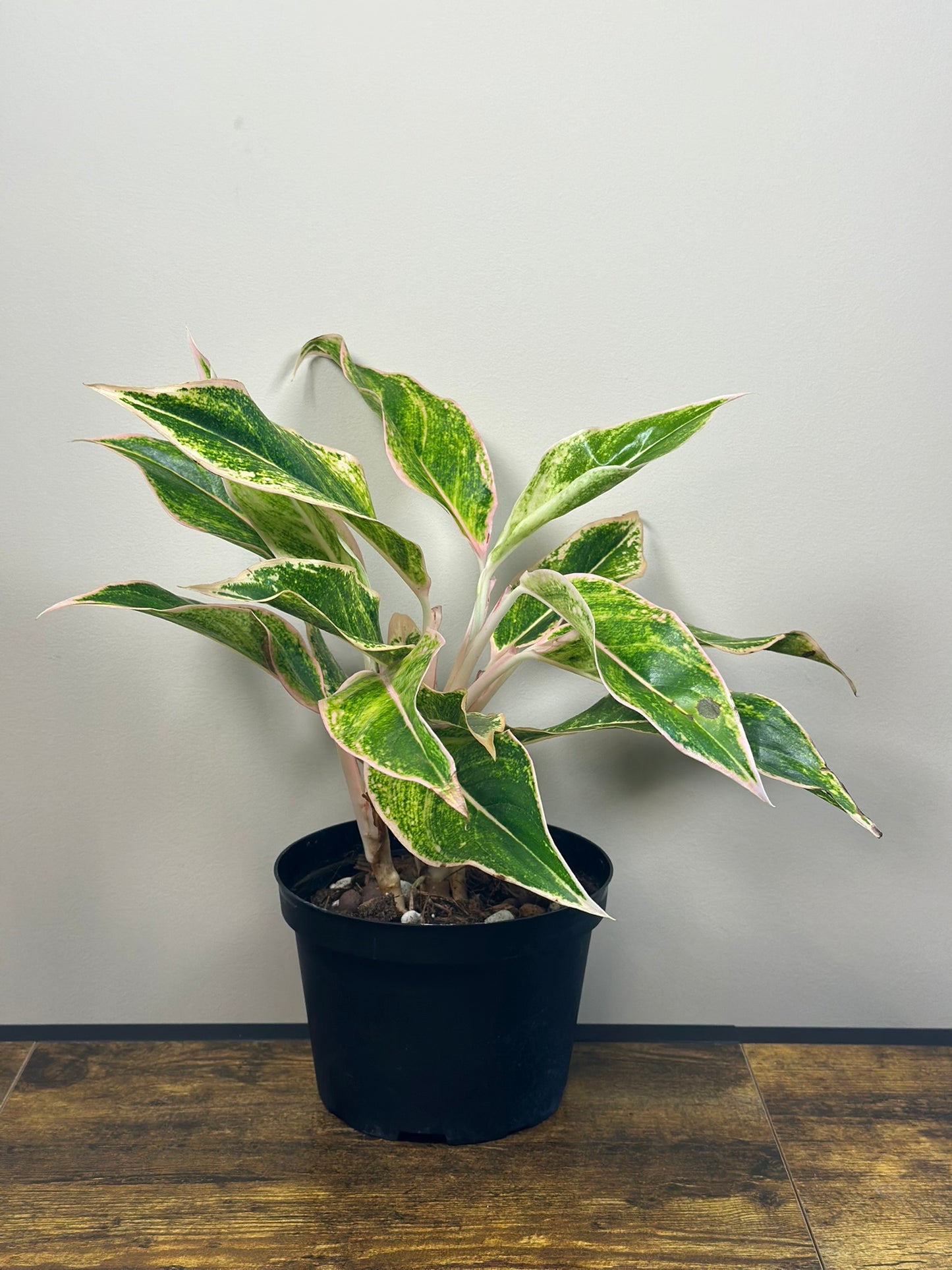 Dizzy Diamond Aglaonema - 6" Live Plant