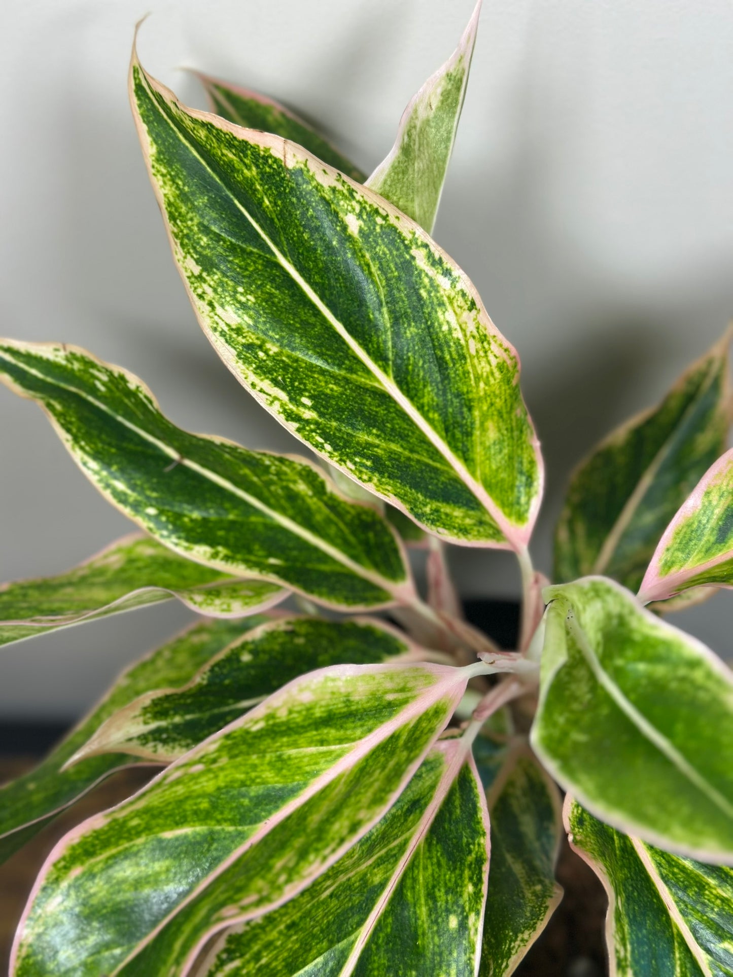 Dizzy Diamond Aglaonema - 6" Live Plant