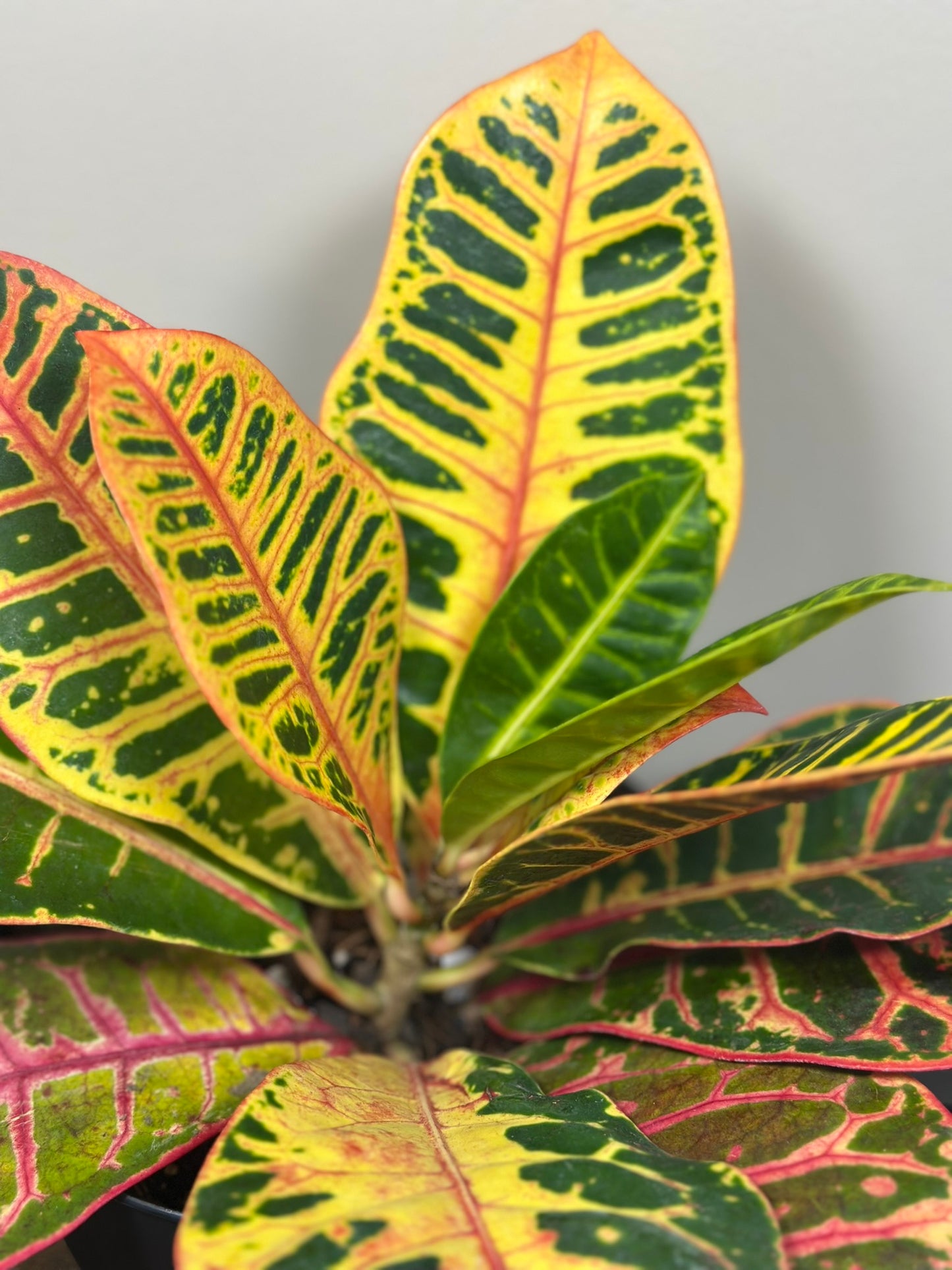 Petra Croton - 5" Pot