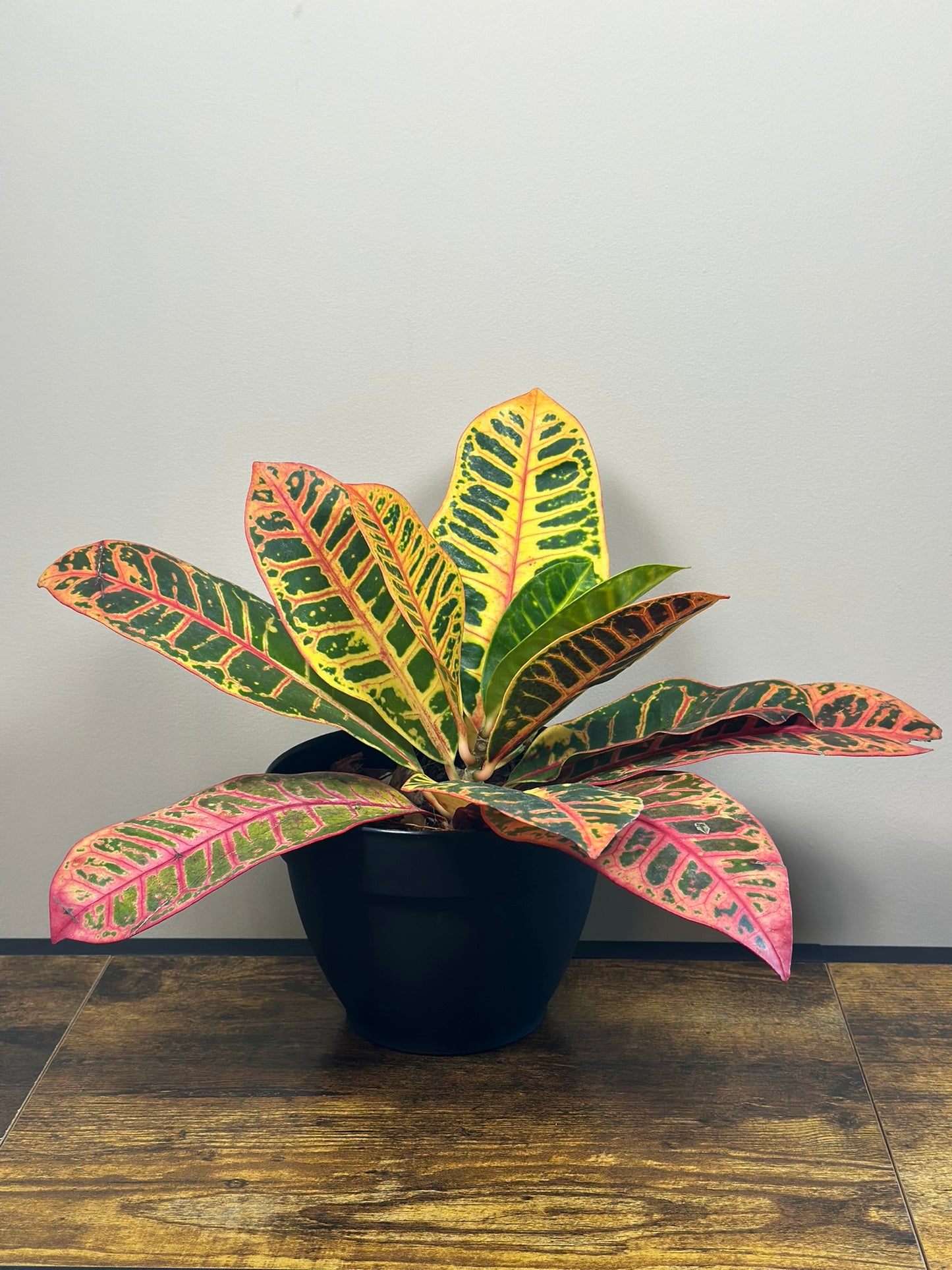 Petra Croton - 5" Pot
