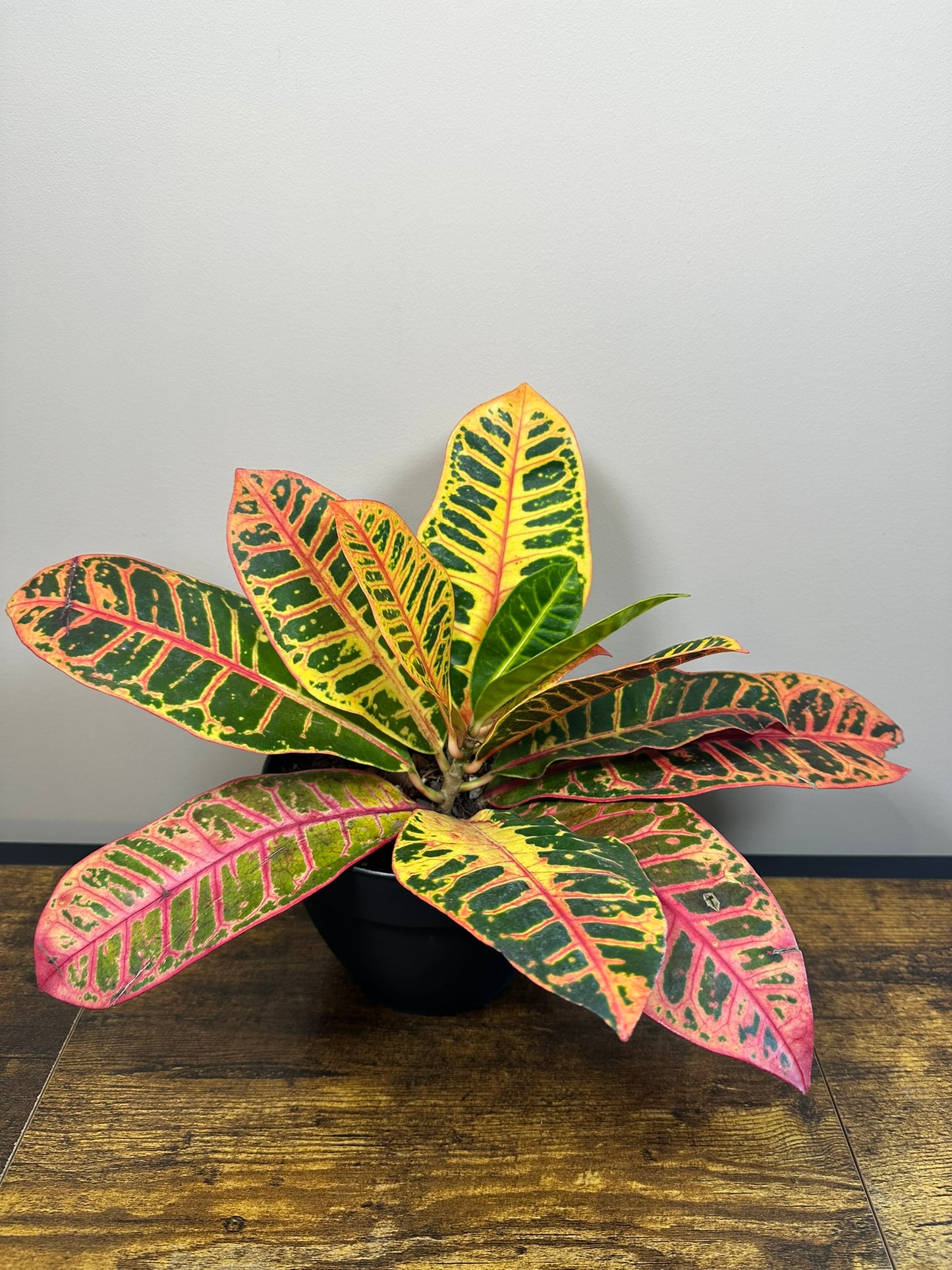 Petra Croton - 5" Pot