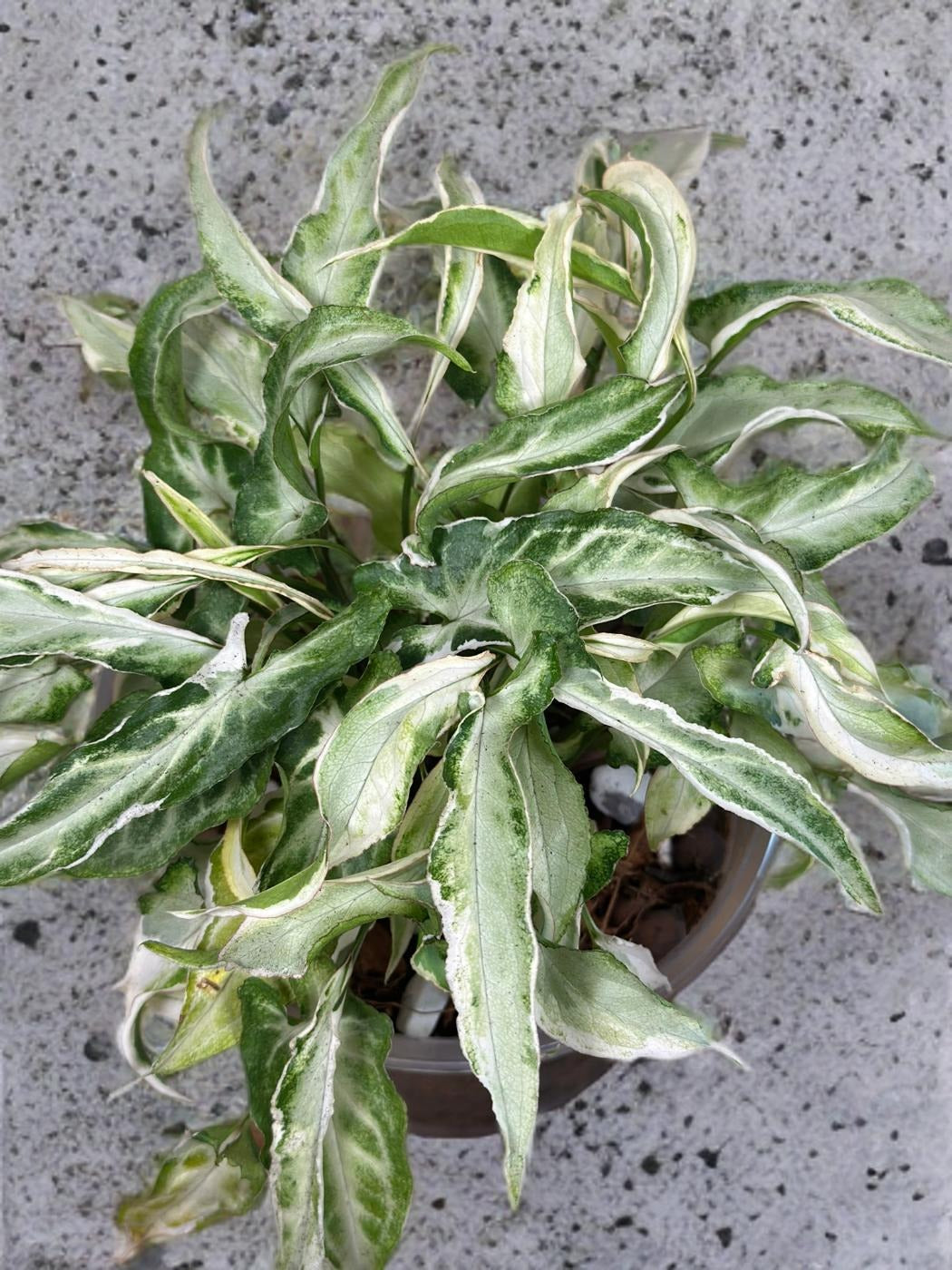 Syngonium Starlite- 5 inch