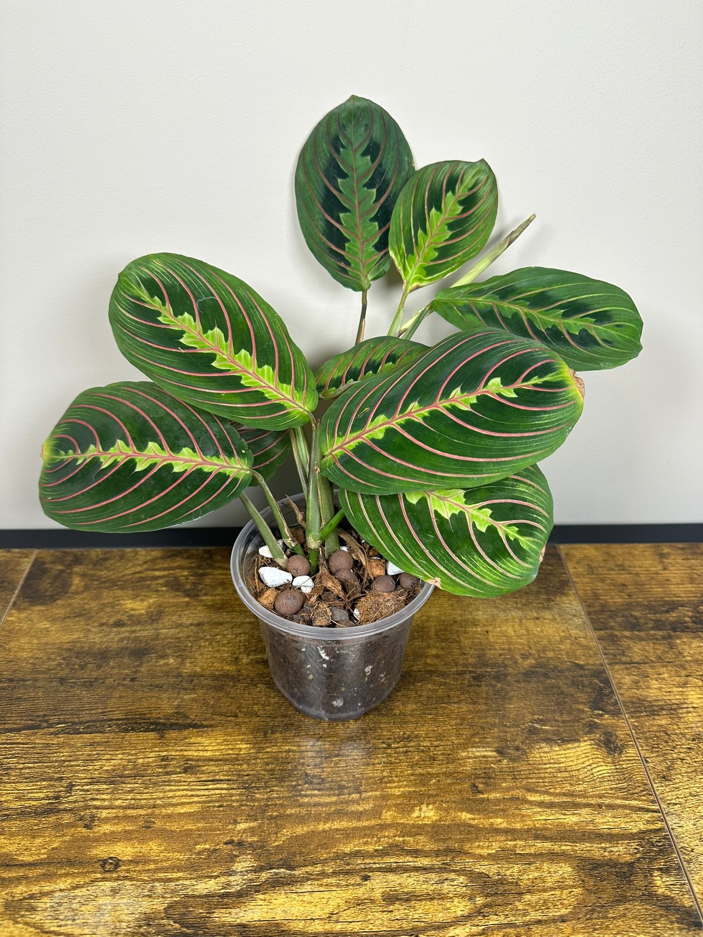 Red Prayer Plant -3" Pot